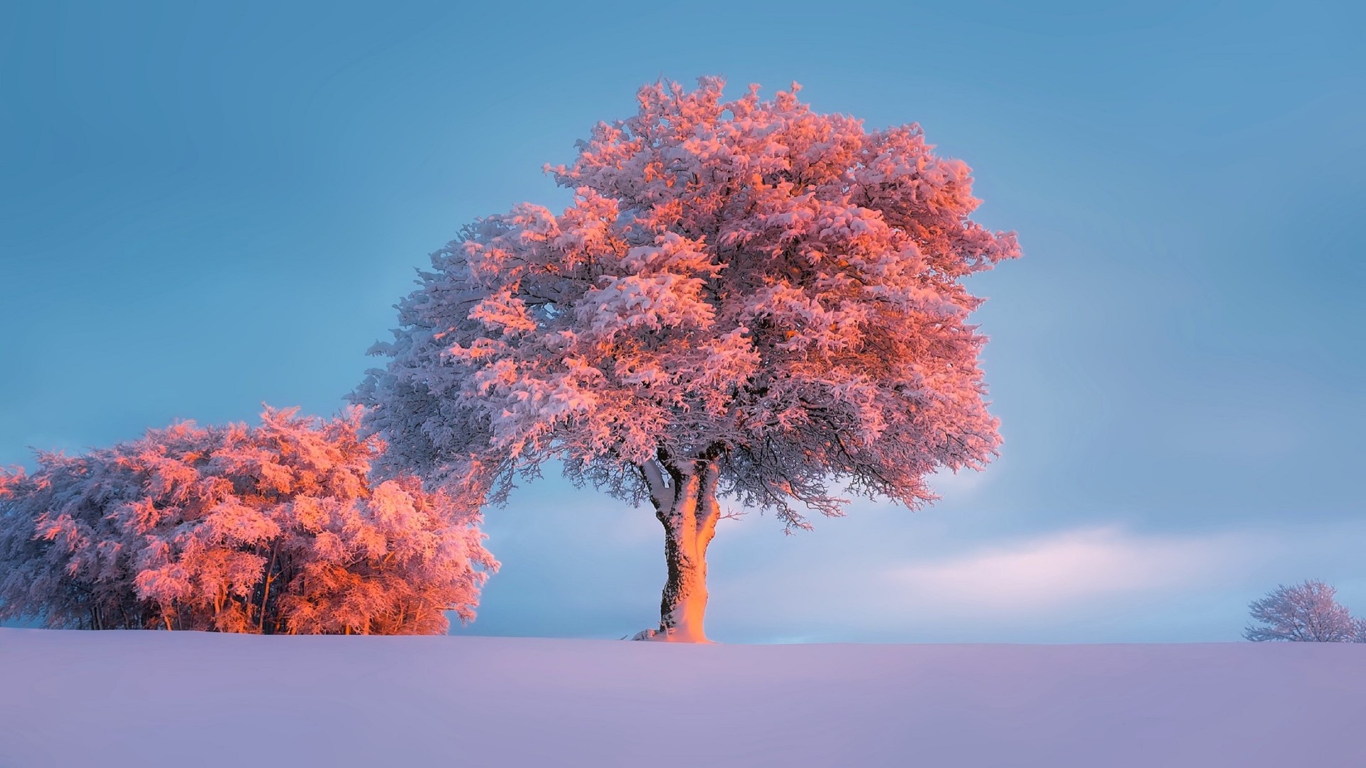 Tree covered in frost with pink and orange light HD Wallpaper