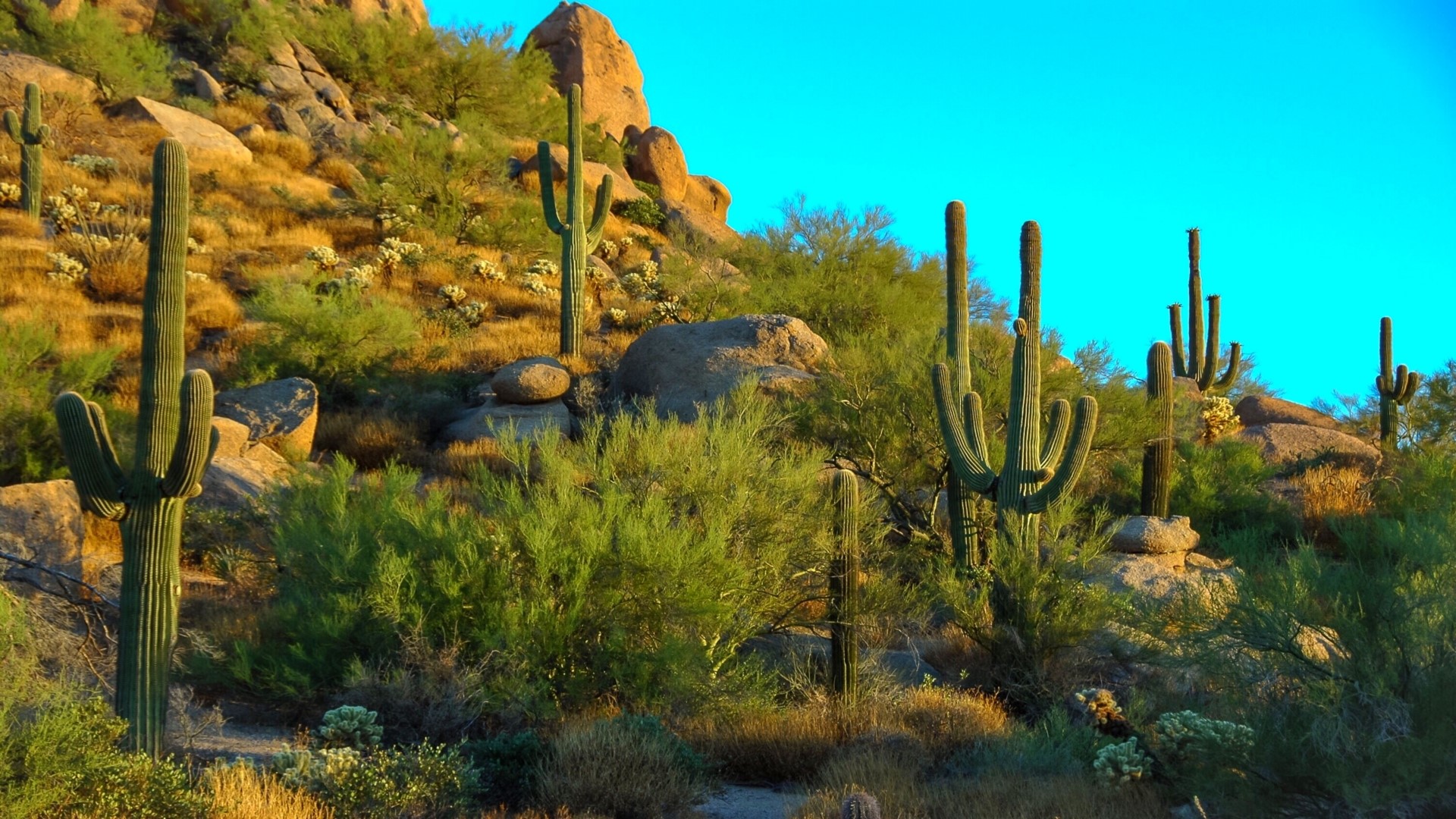 Desert landscape with saguaro cacti and rocky hills HD Wallpaper