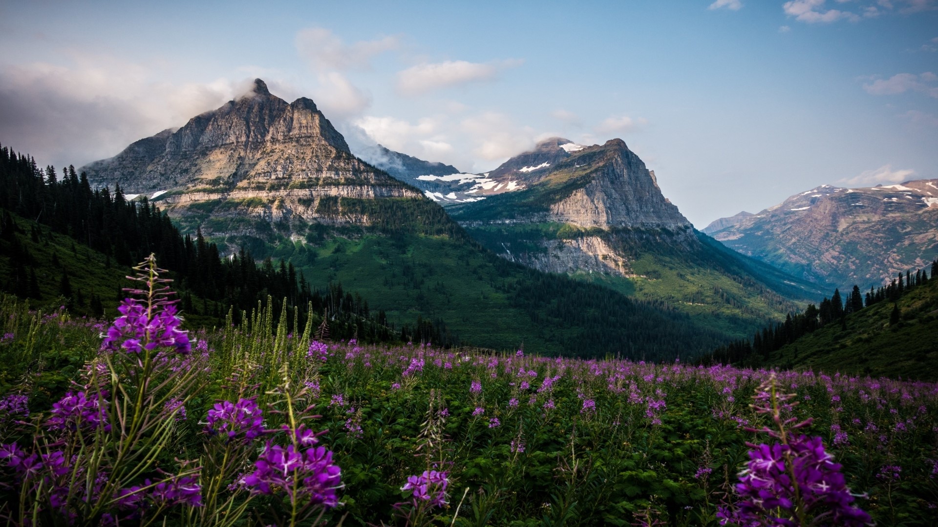 Wildflowers in front of mountains HD Wallpaper