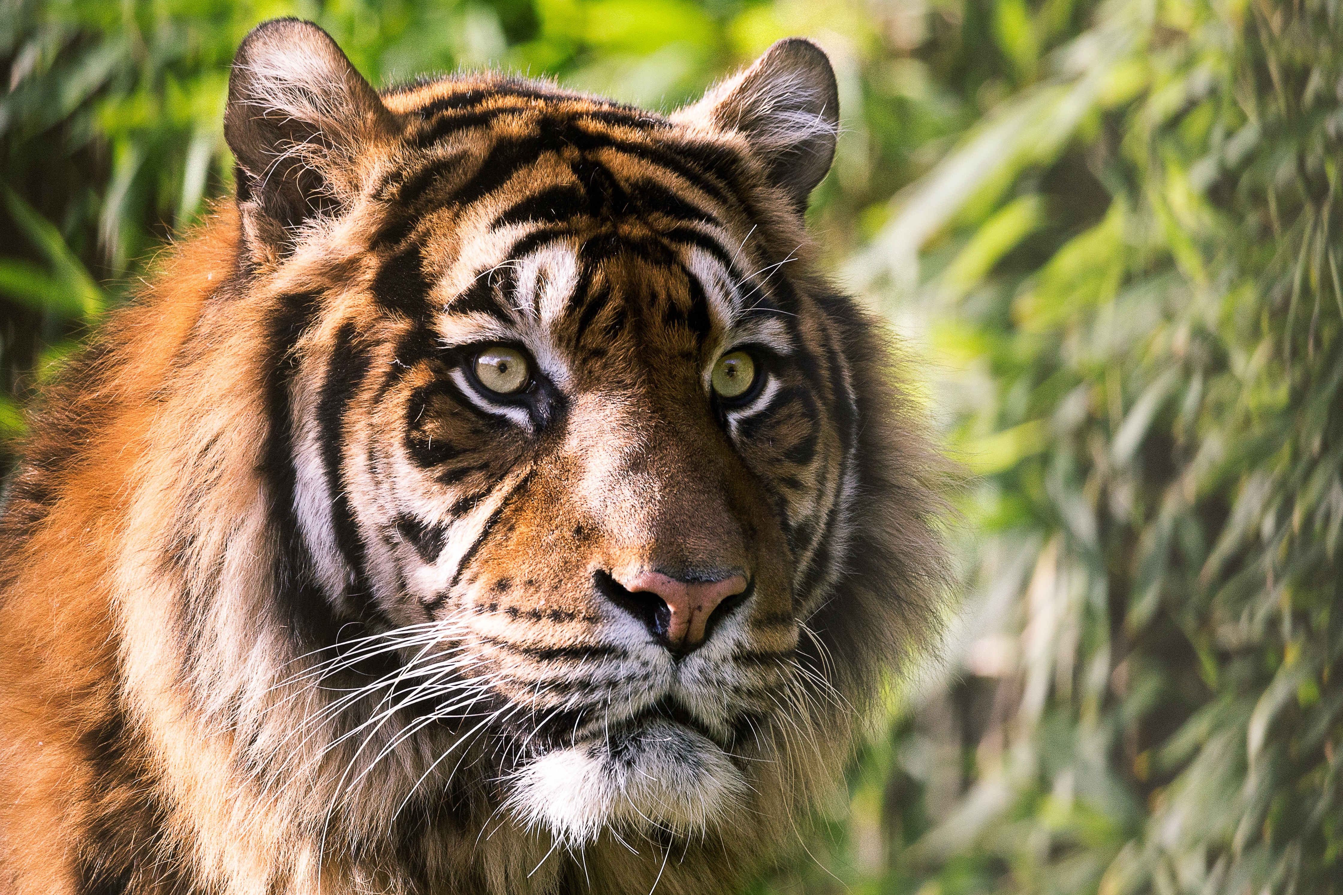 Tiger in 4K HD Wallpaper