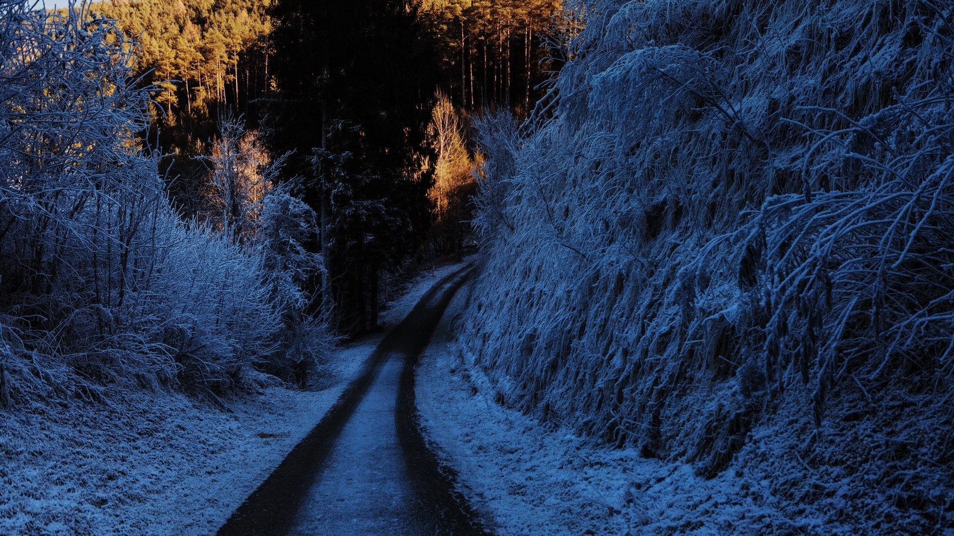 Snowy forest road with sunlight HD Wallpaper