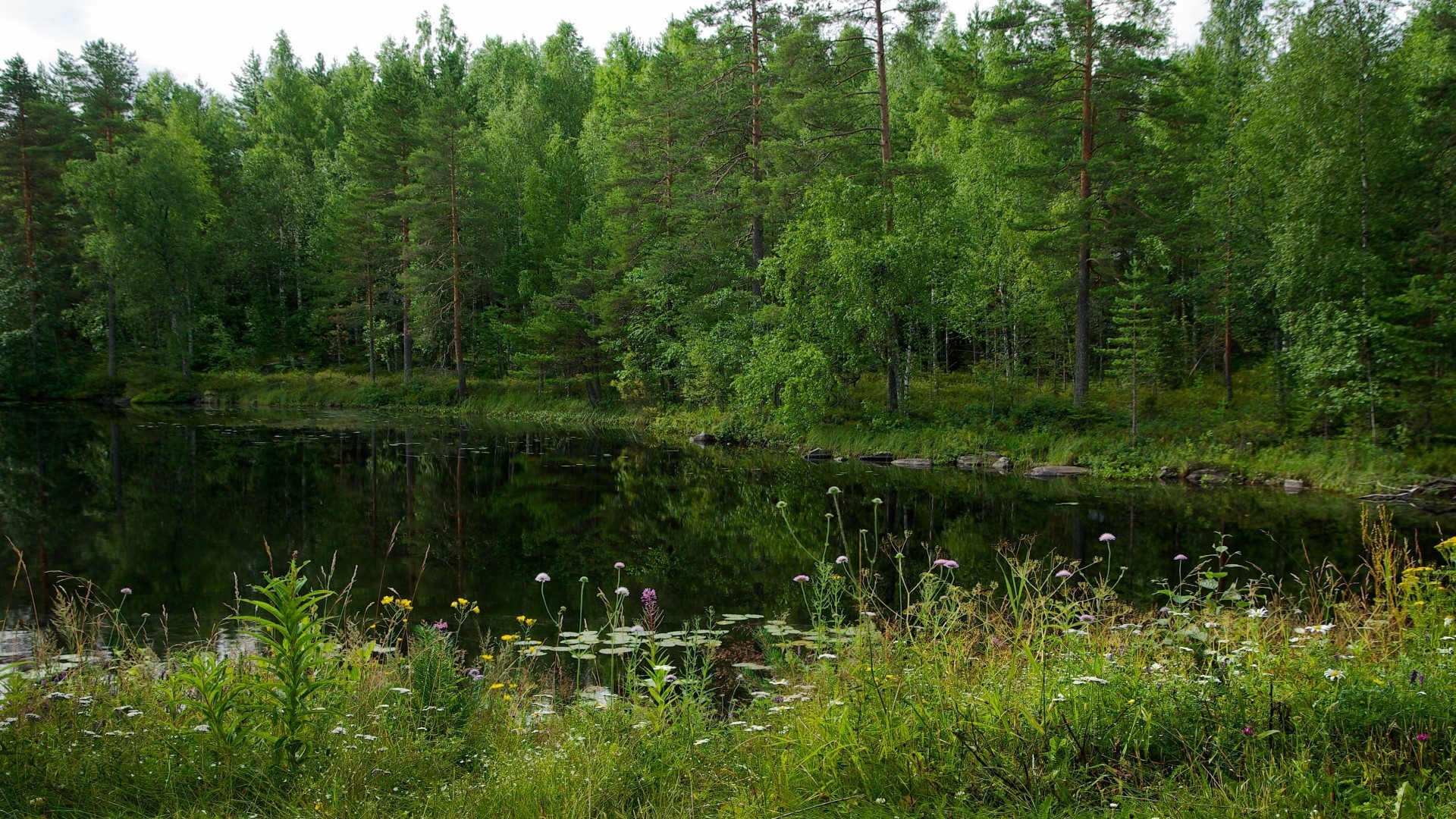 Lake surrounded by green forest HD Wallpaper