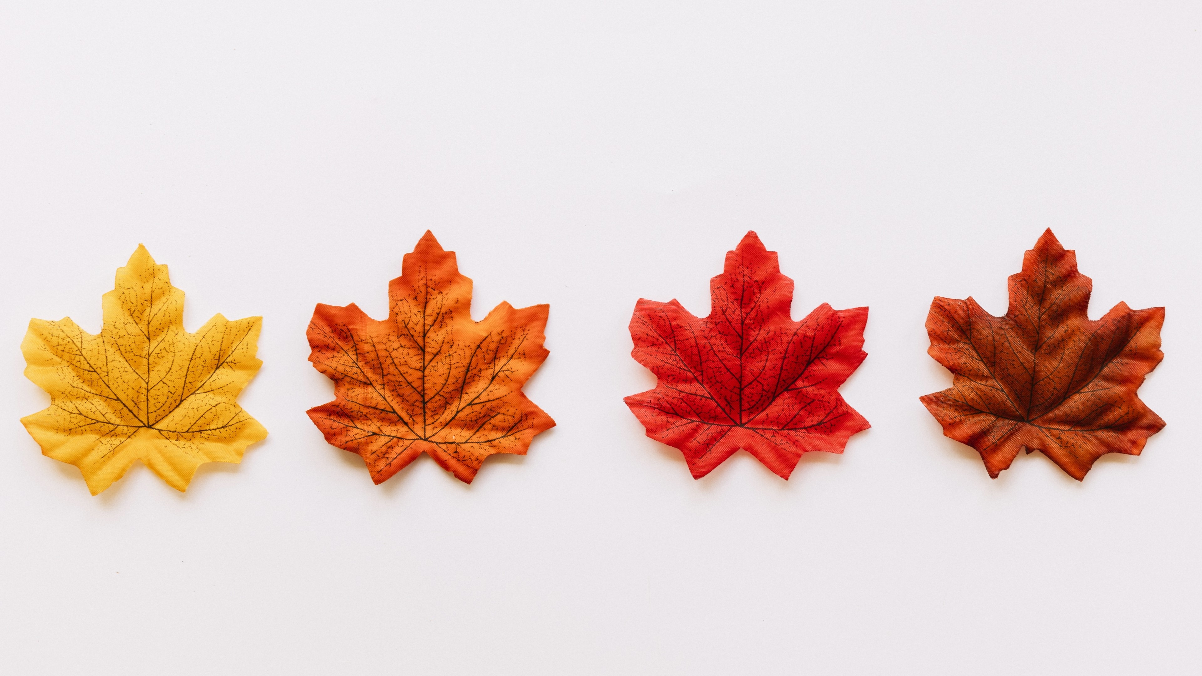 Four autumn leaves in different colors HD Wallpaper