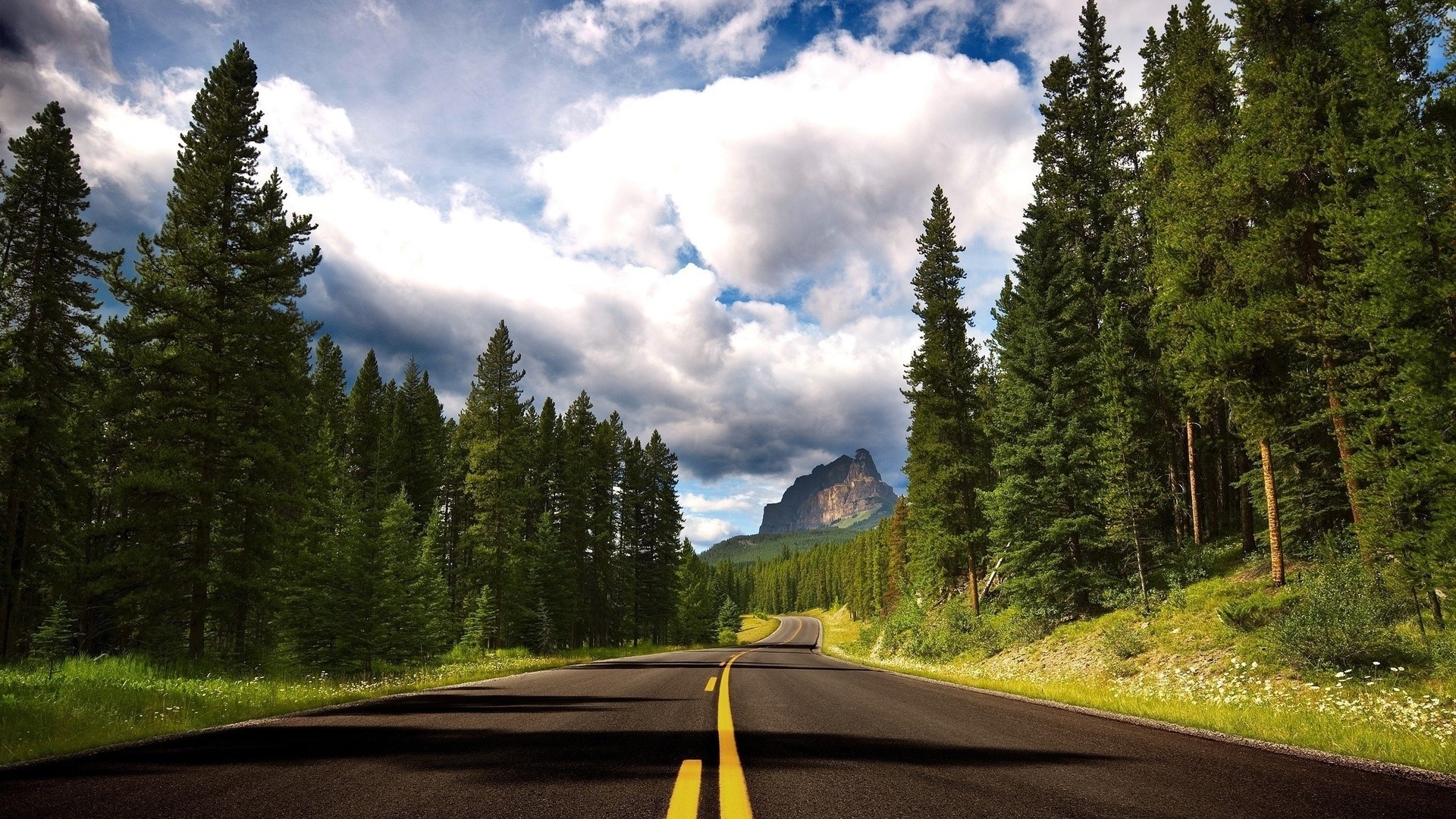 Scenic mountain road through a pine forest HD Wallpaper