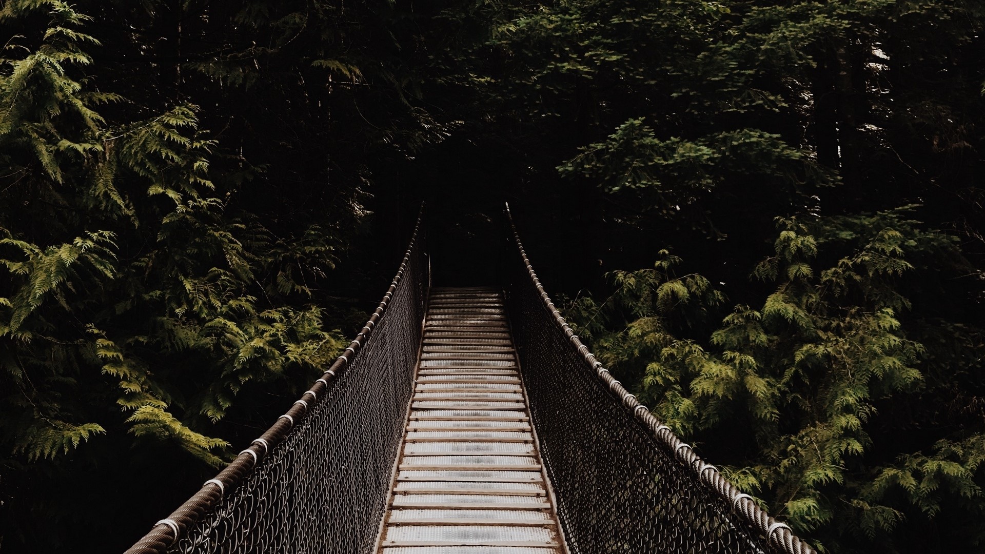 Suspension bridge in a dark forest HD Wallpaper