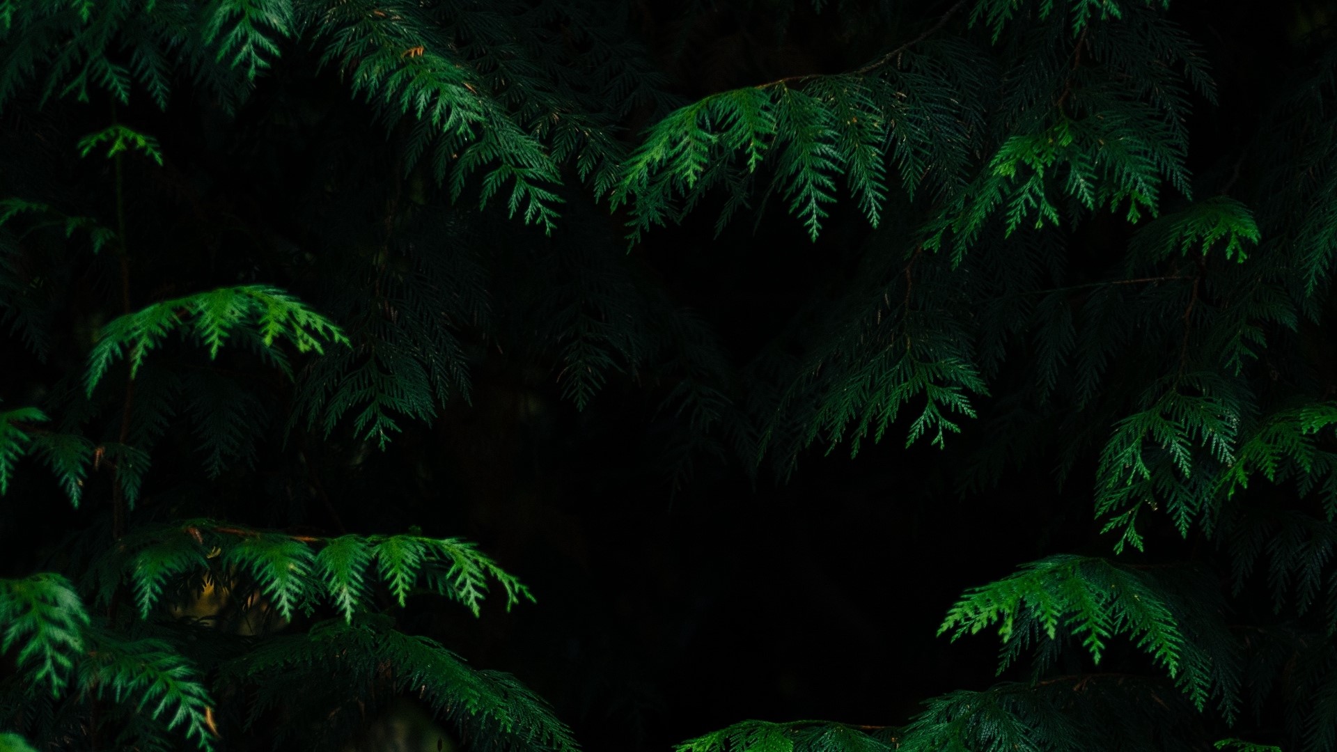 Dark Green Cedar Branches HD Wallpaper