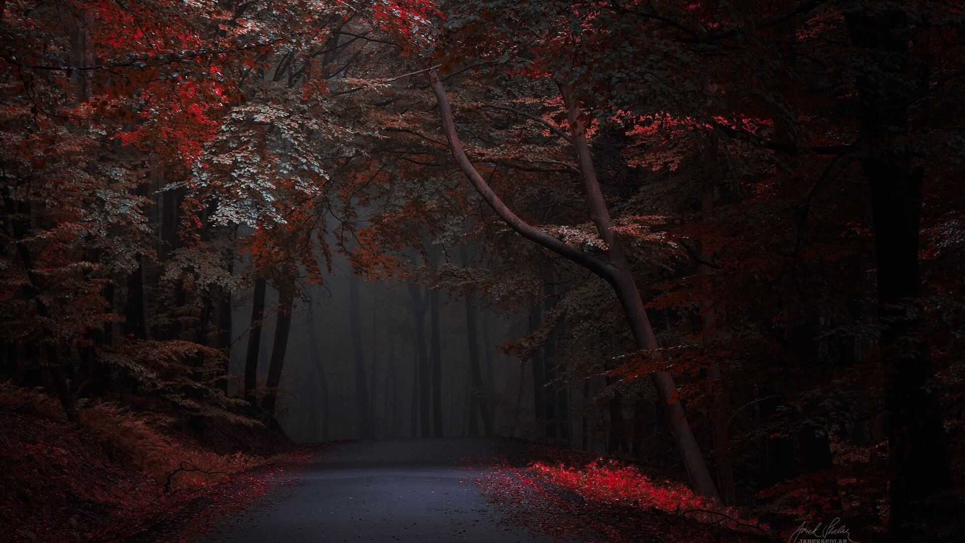 Road through a dark autumn forest with red leaves HD Wallpaper