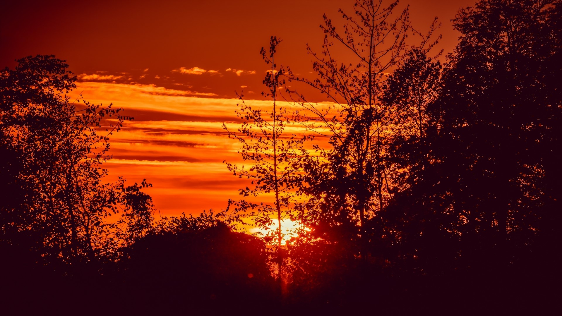 Sunset with Silhouetted Trees and Clouds HD Wallpaper