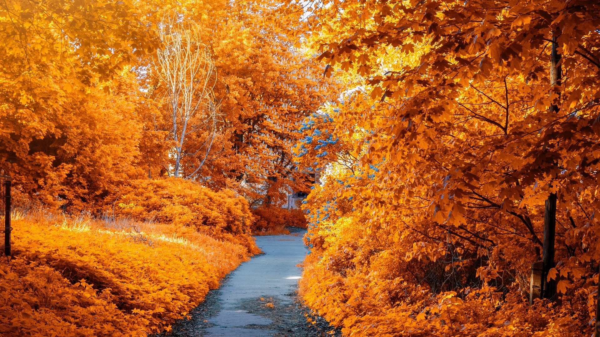 Autumn park path with orange trees HD Wallpaper