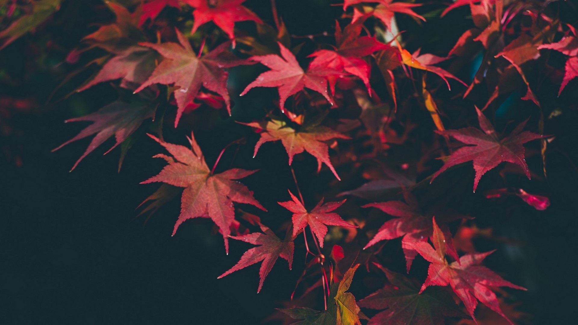 Red Maple Leaves in Autumn HD Wallpaper