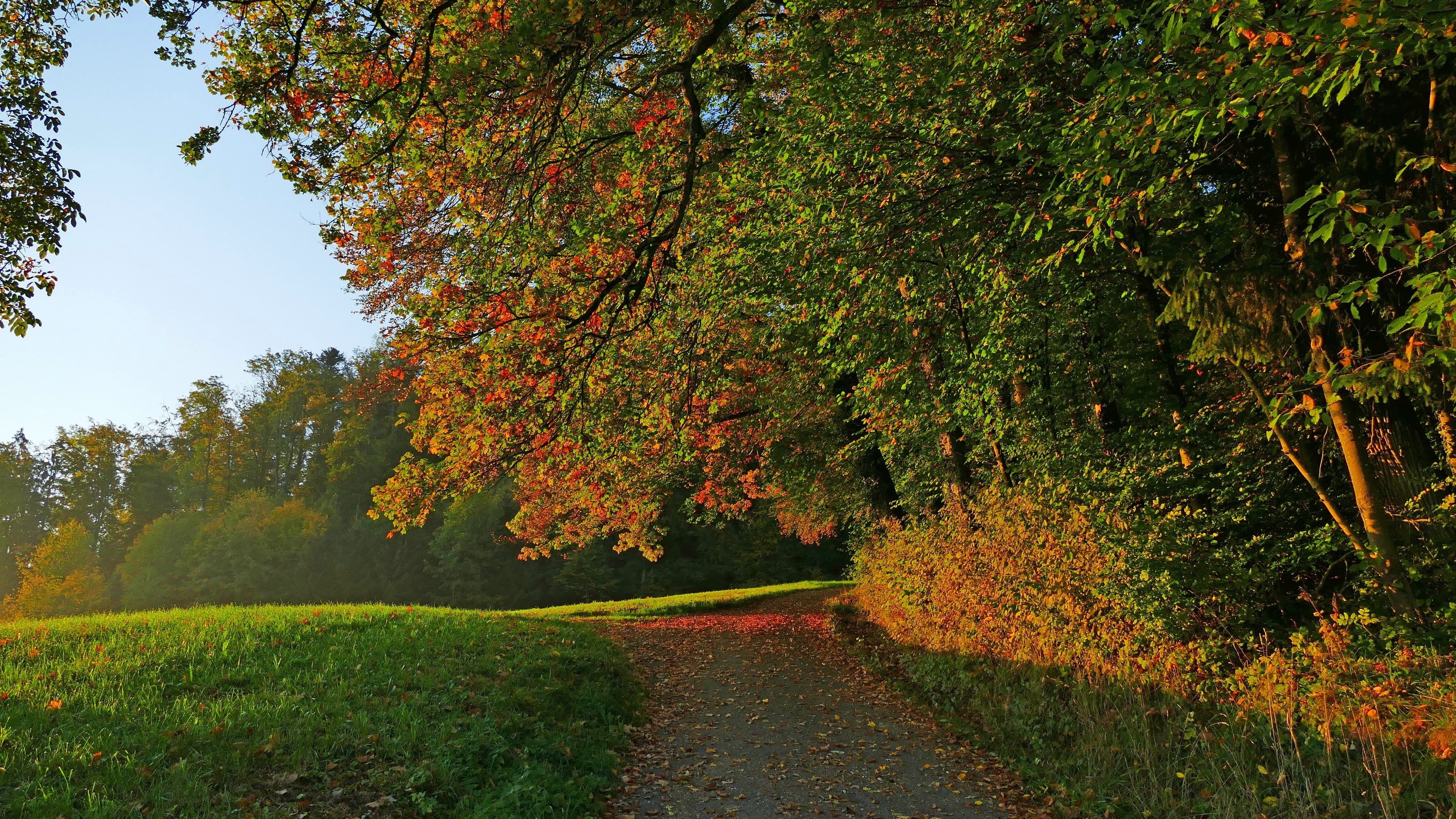 4K Fall Path Through Autumn Trees HD Wallpaper