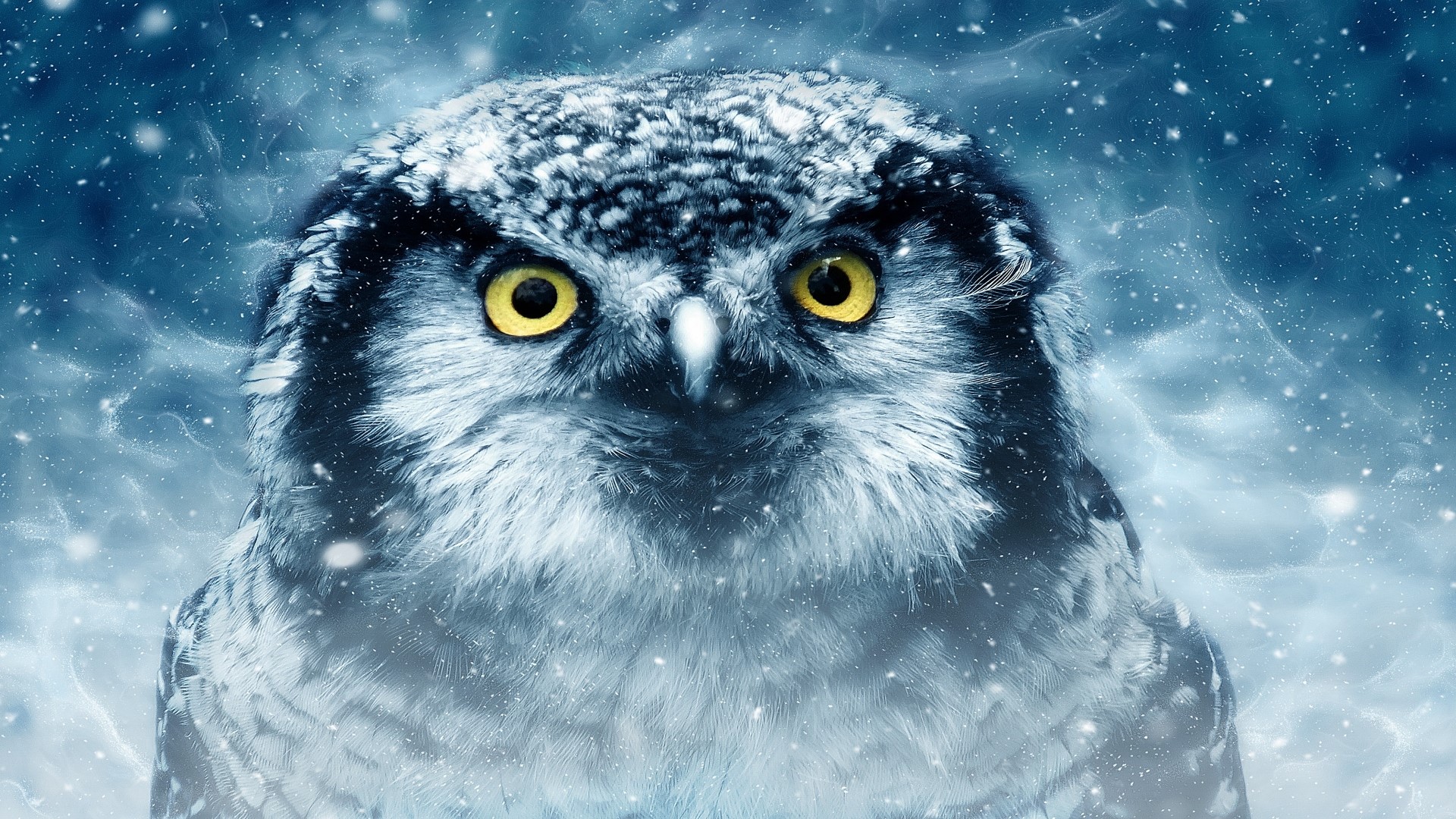 Close-up of an owl in a snowy environment HD Wallpaper