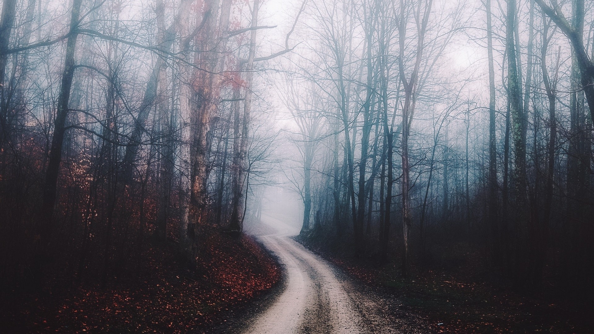 Foggy forest road with bare trees HD Wallpaper