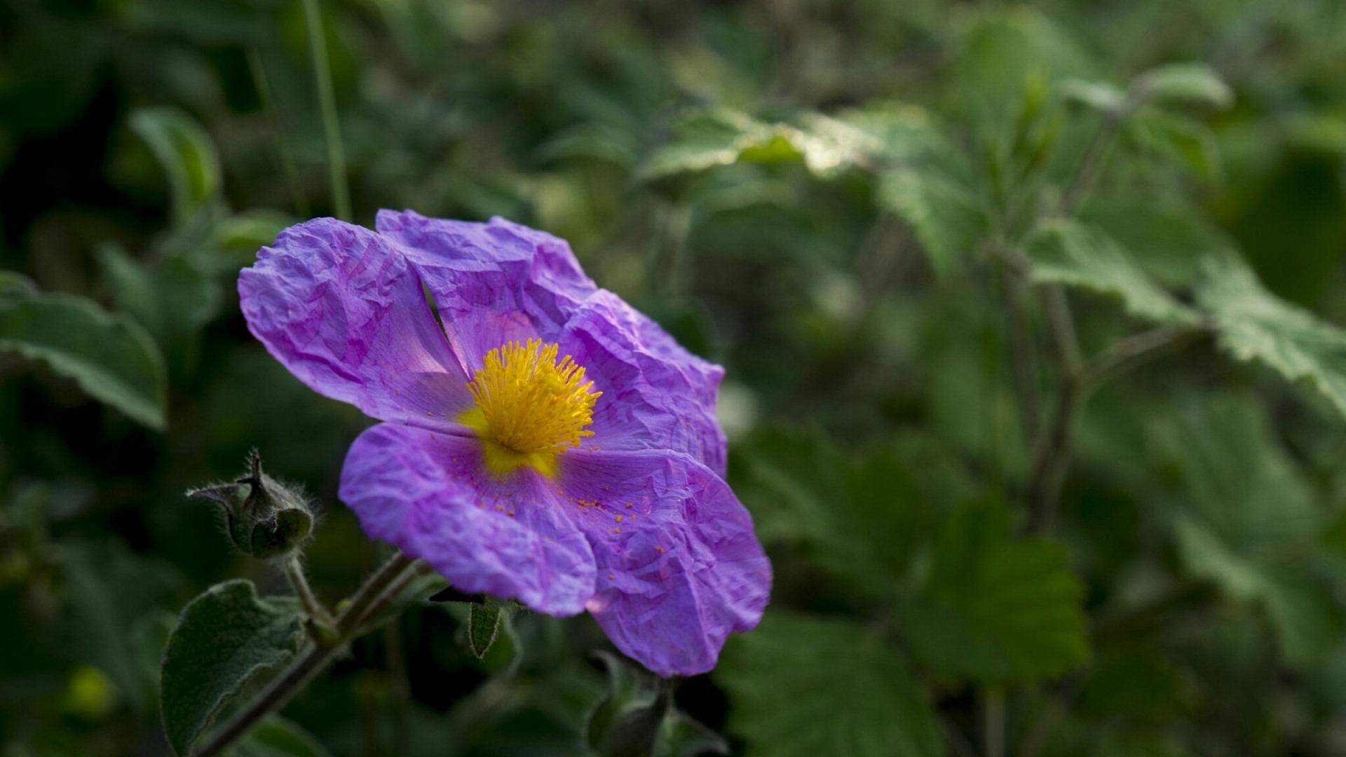 Purple flower with yellow center and green leaves HD Wallpaper
