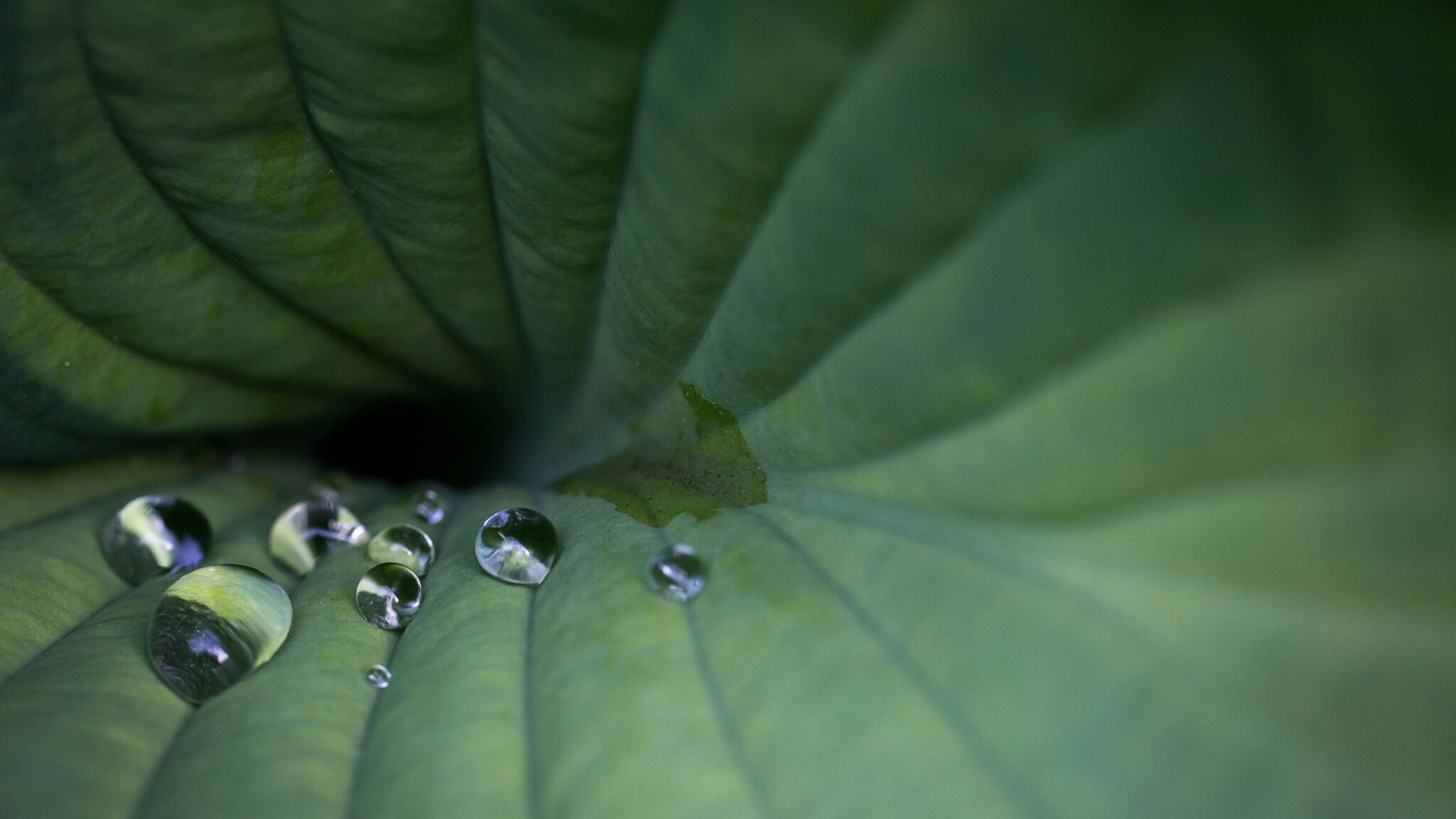 Water Droplets on a Green Leaf HD Wallpaper
