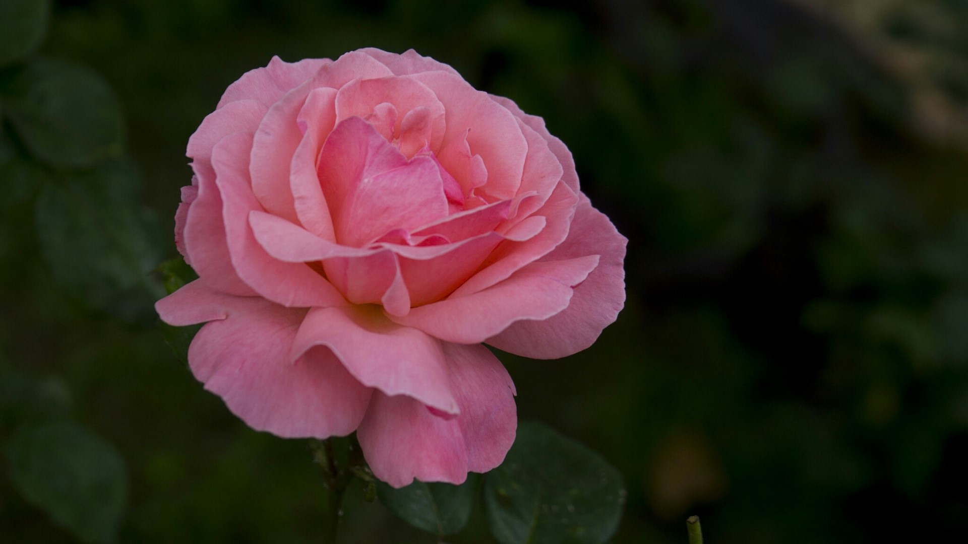Pink rose flower HD Wallpaper