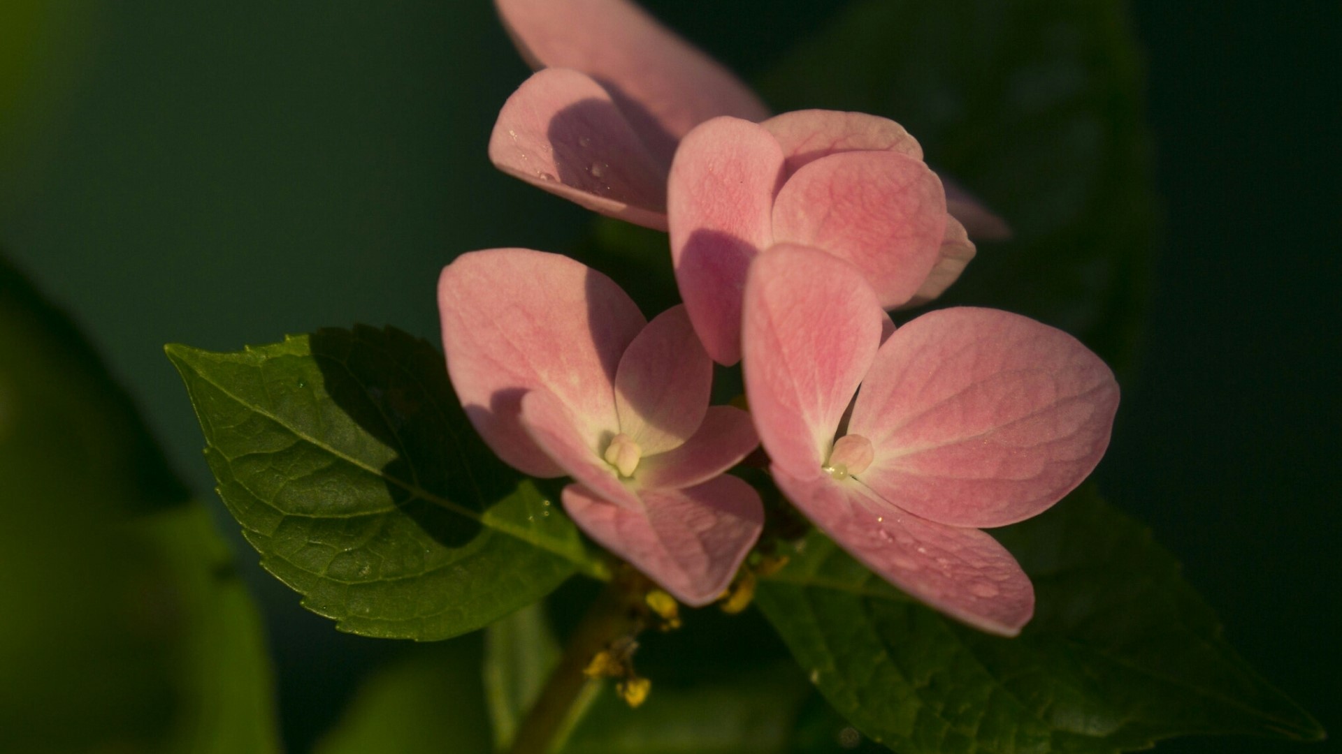 Pink Hydrangea Flowers with Green Leaves HD Wallpaper