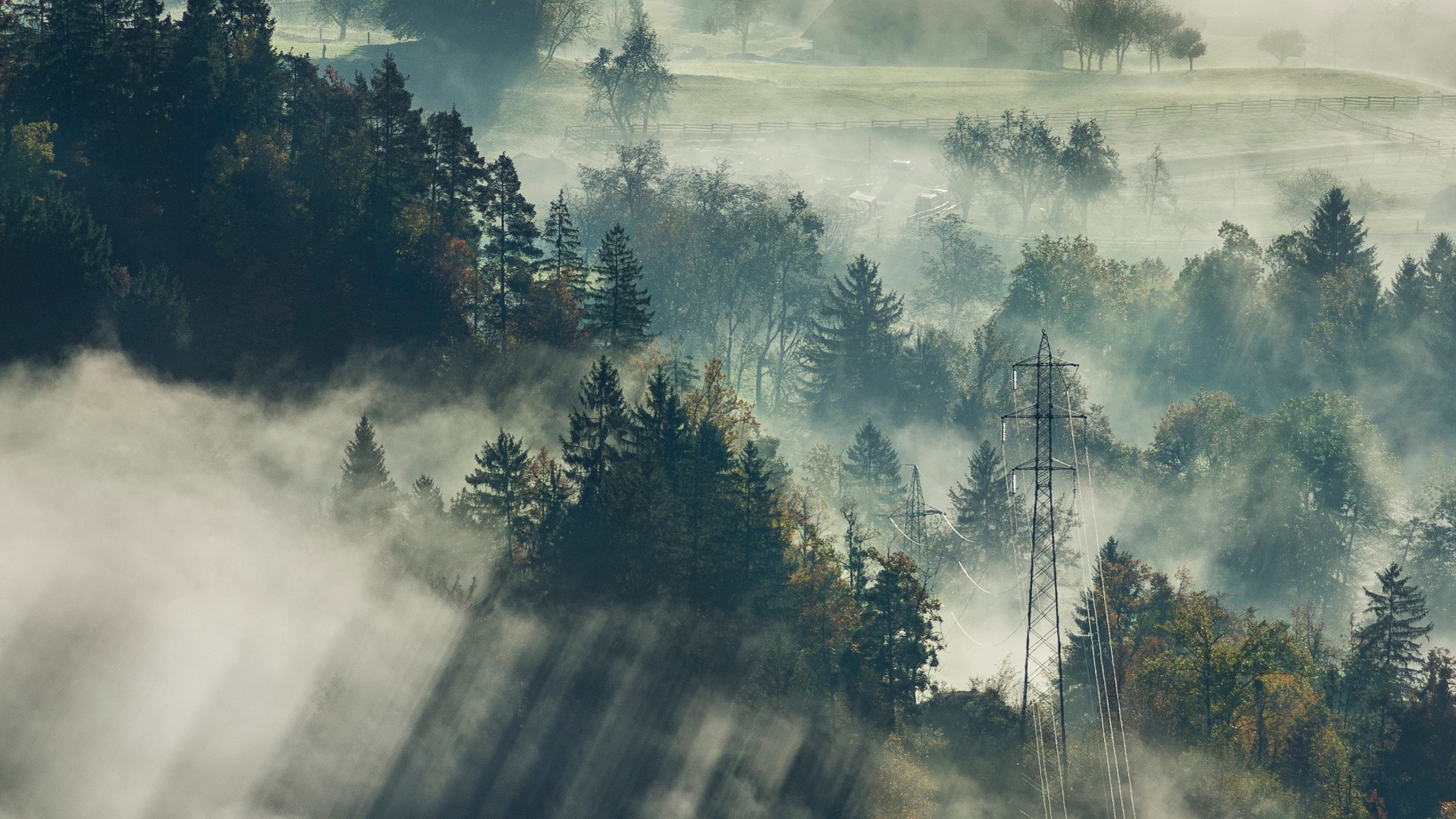 Misty forest with sunbeams and power lines HD Wallpaper