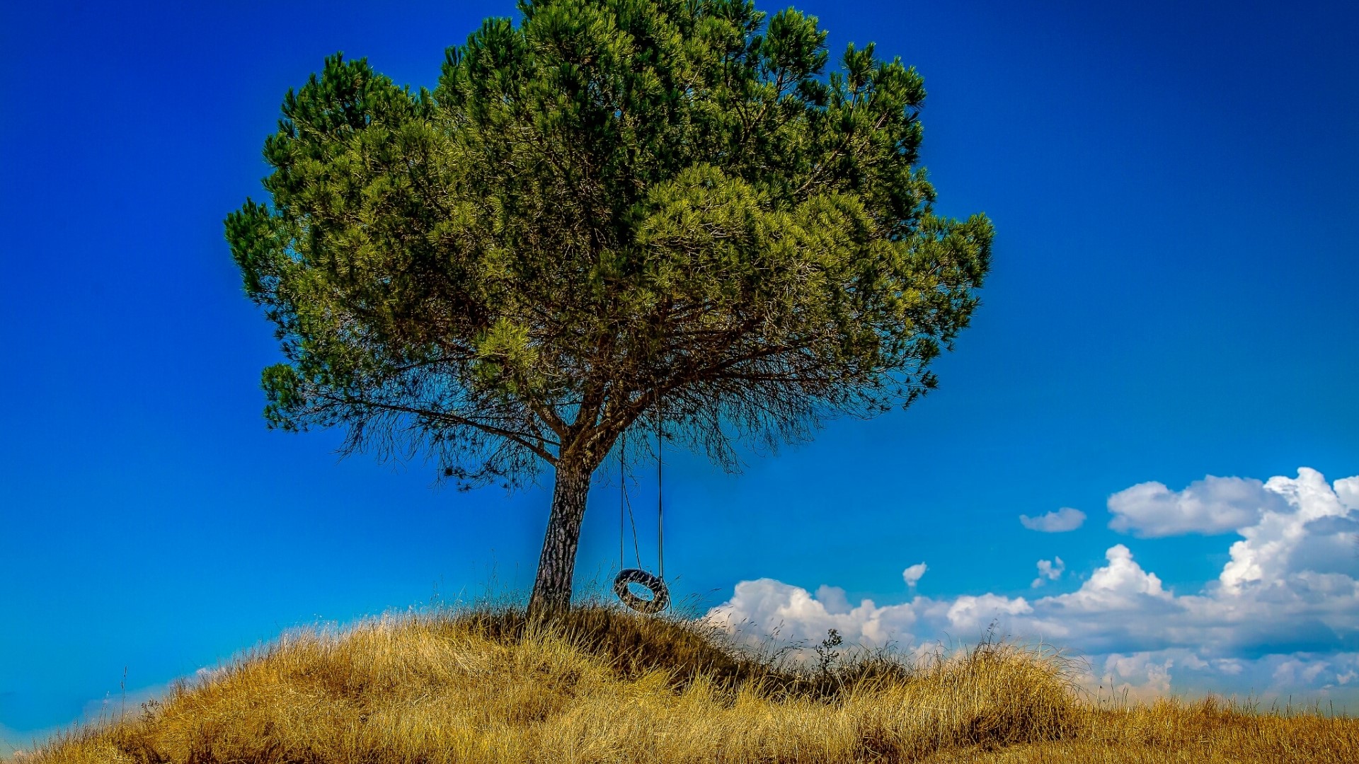 Tree with tire swing on grassy hill under blue sky HD Wallpaper