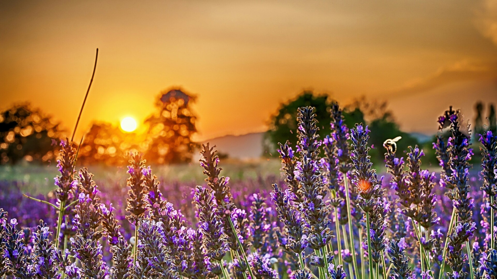 Lavender field at sunset with a bee HD Wallpaper