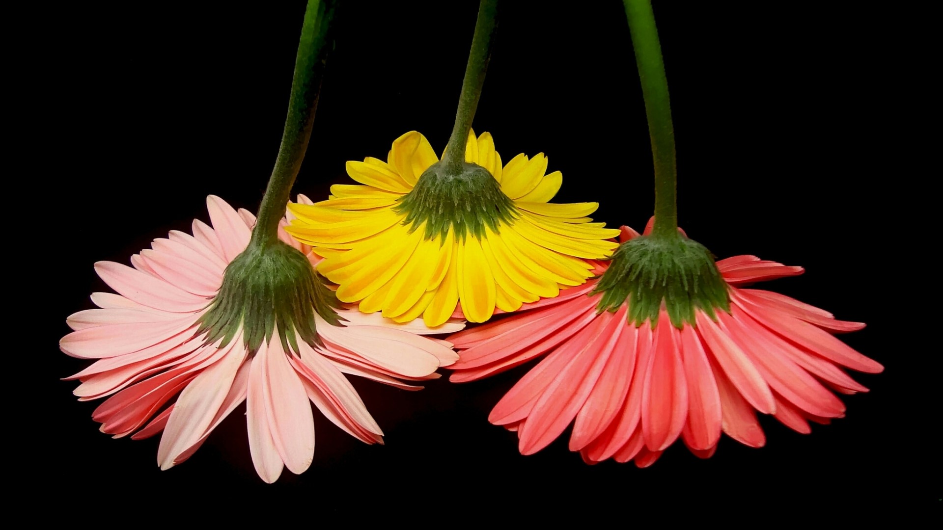 Three Gerbera flowers on black background HD Wallpaper