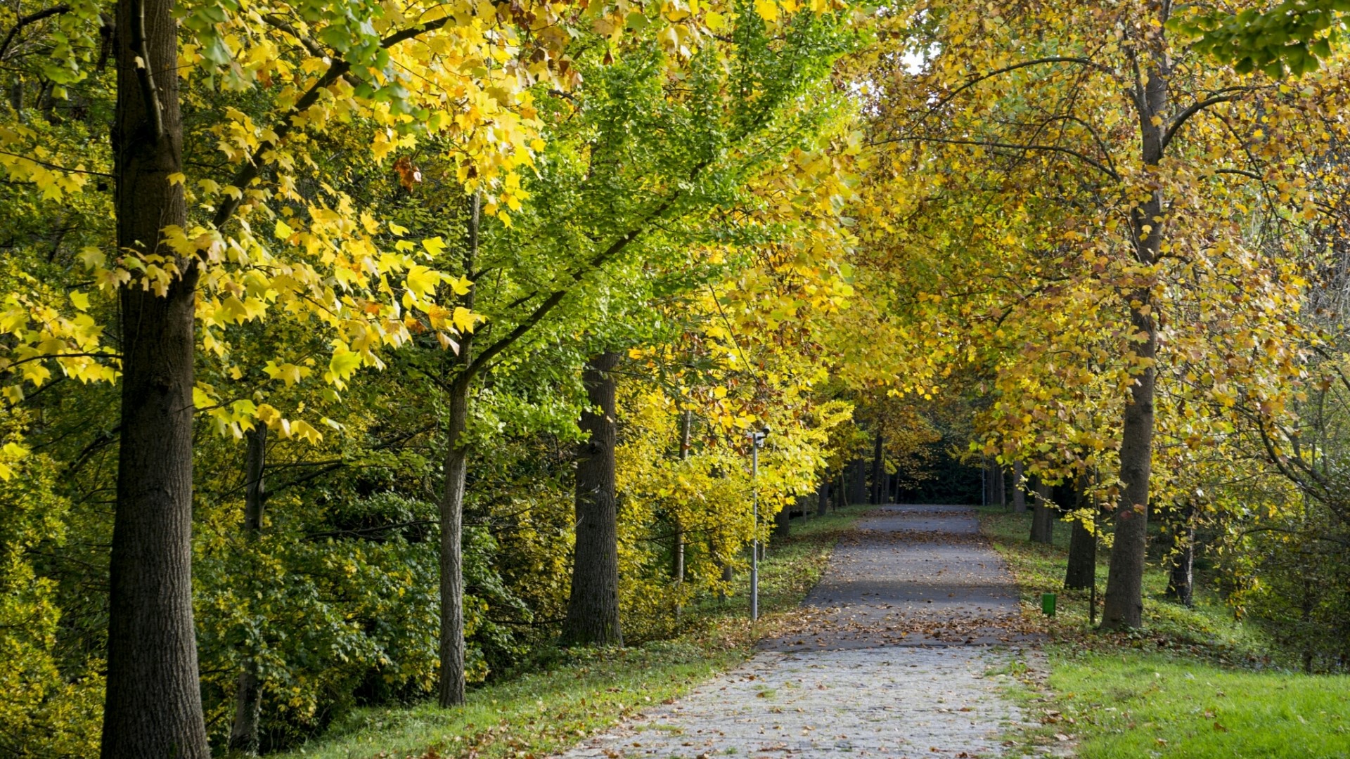 Autumn path through a forest with yellowing trees HD Wallpaper