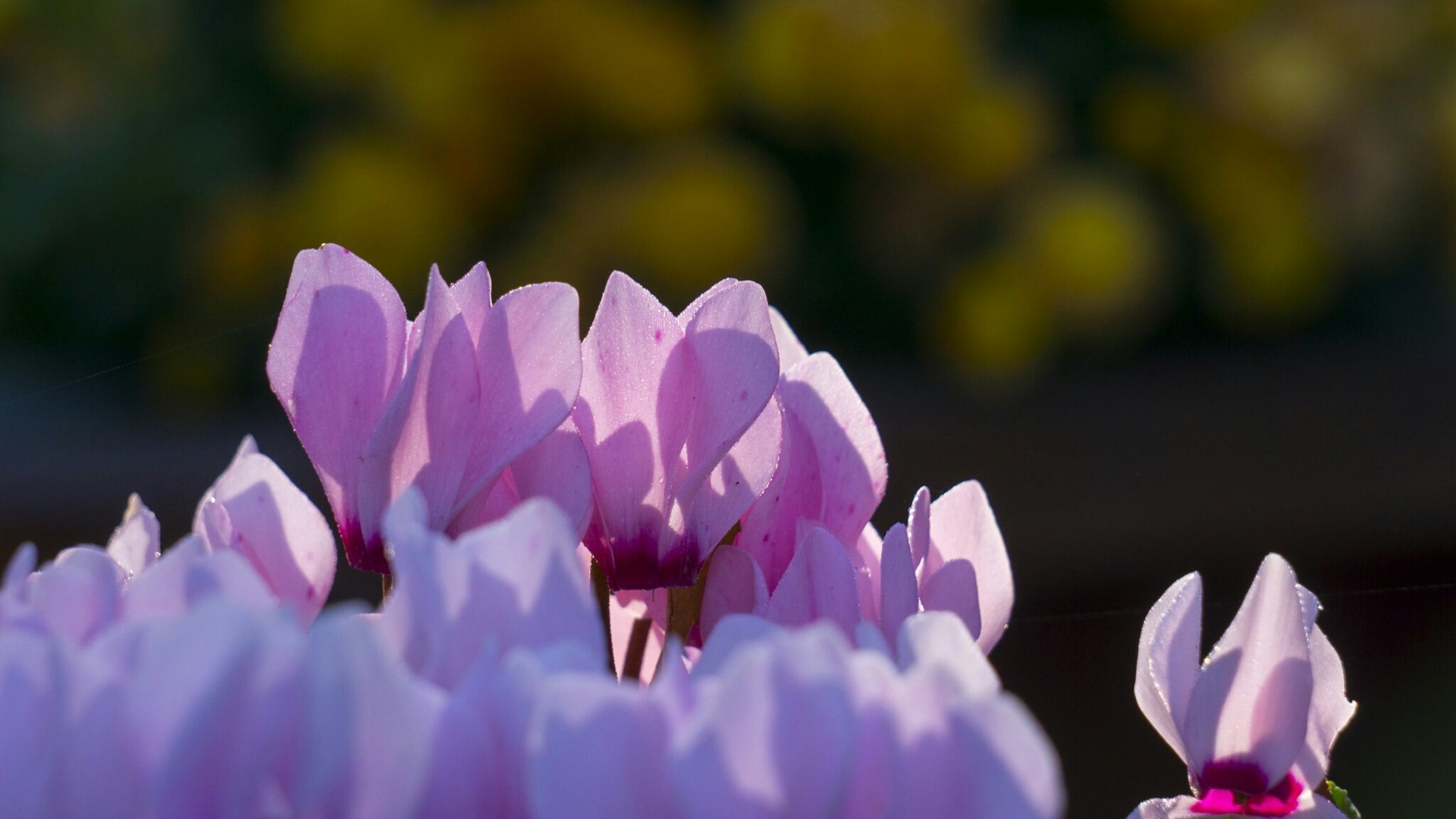 Pink Cyclamen Flowers in Sunlight HD Wallpaper