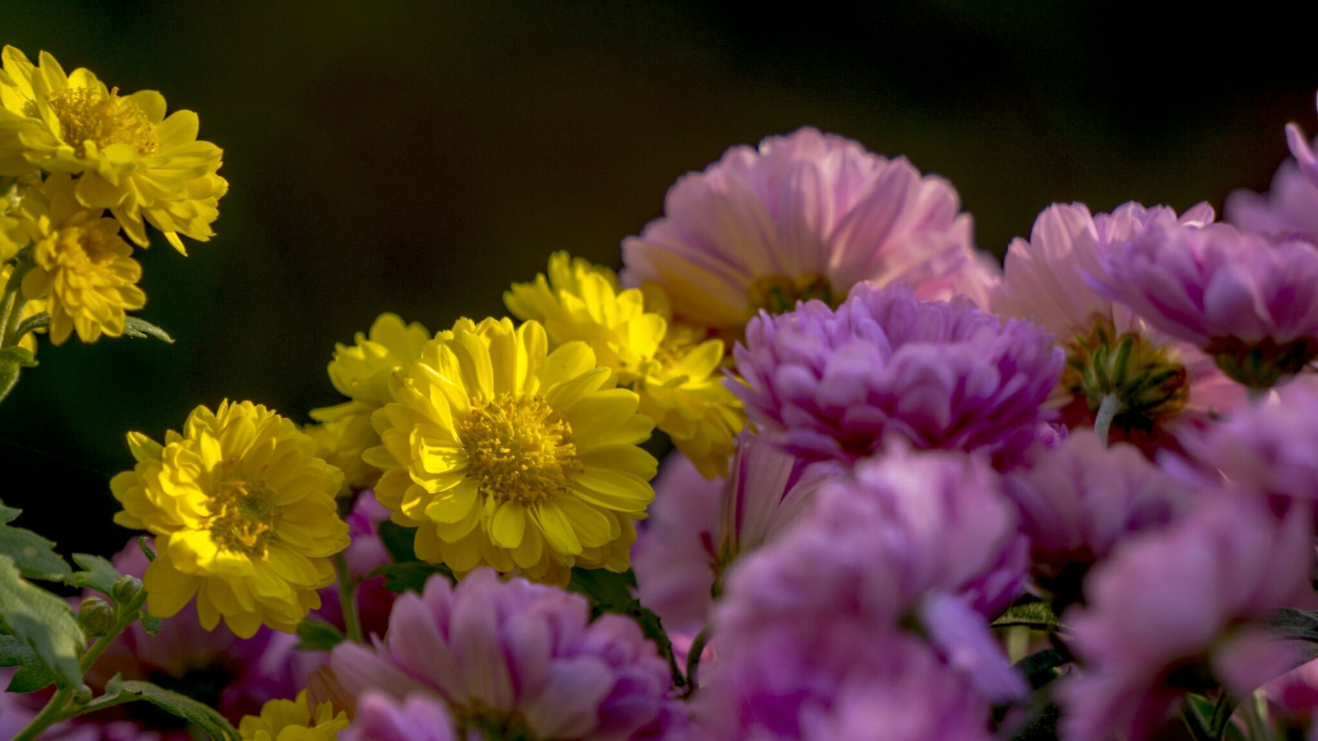 Yellow and pink chrysanthemums in a bouquet HD Wallpaper
