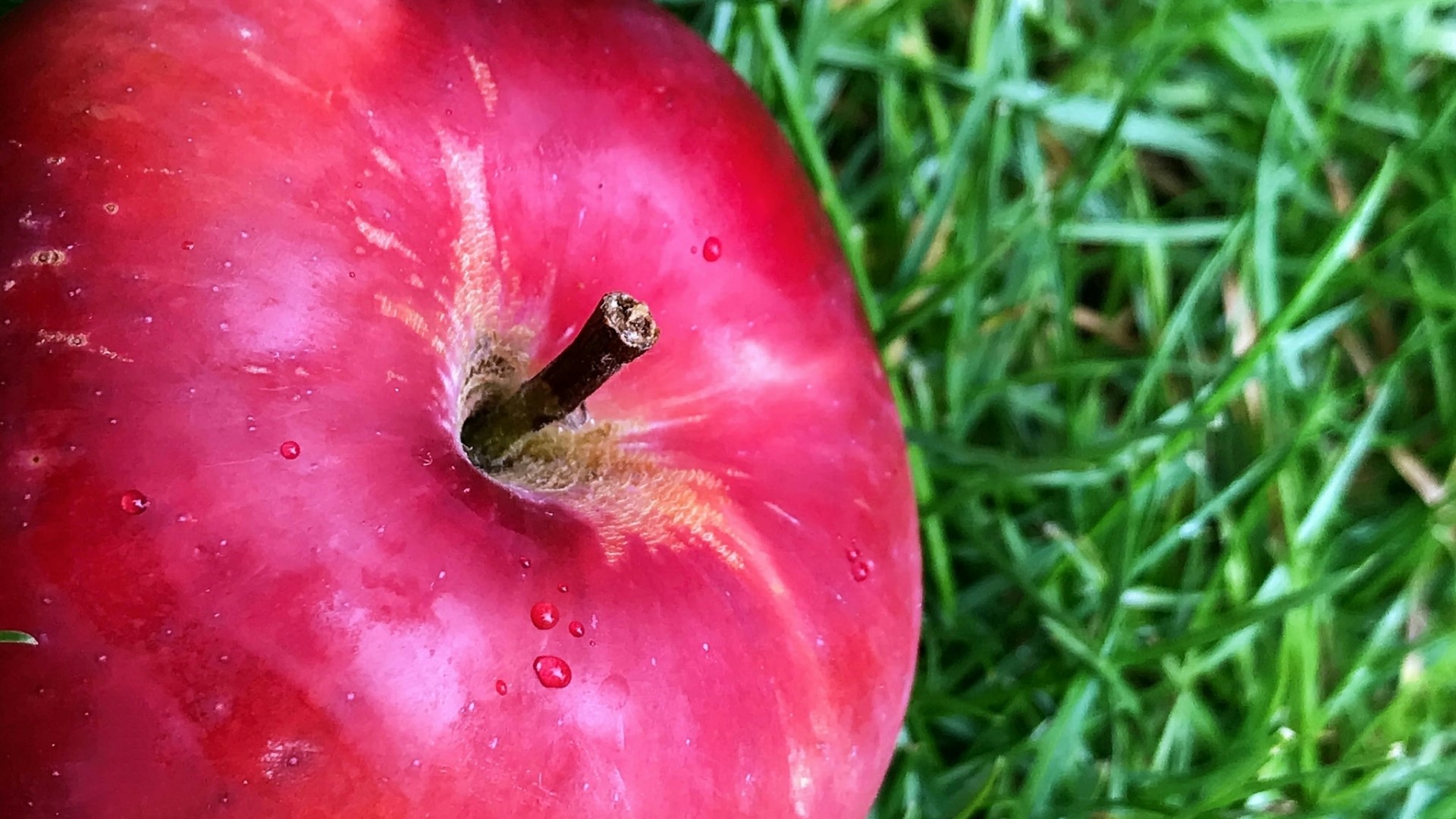 Red apple on green grass HD Wallpaper