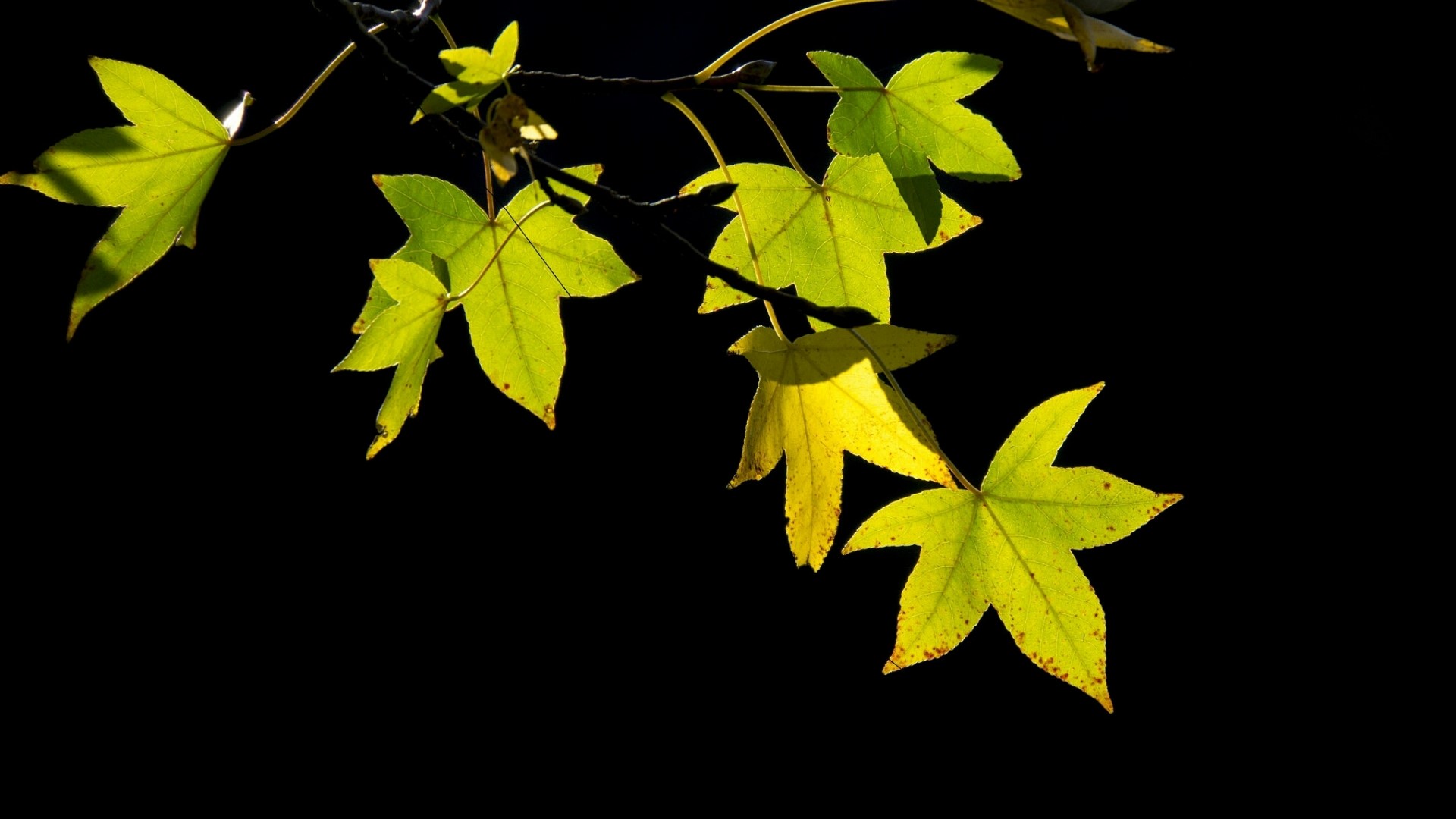 Green and yellow leaves on a branch HD Wallpaper