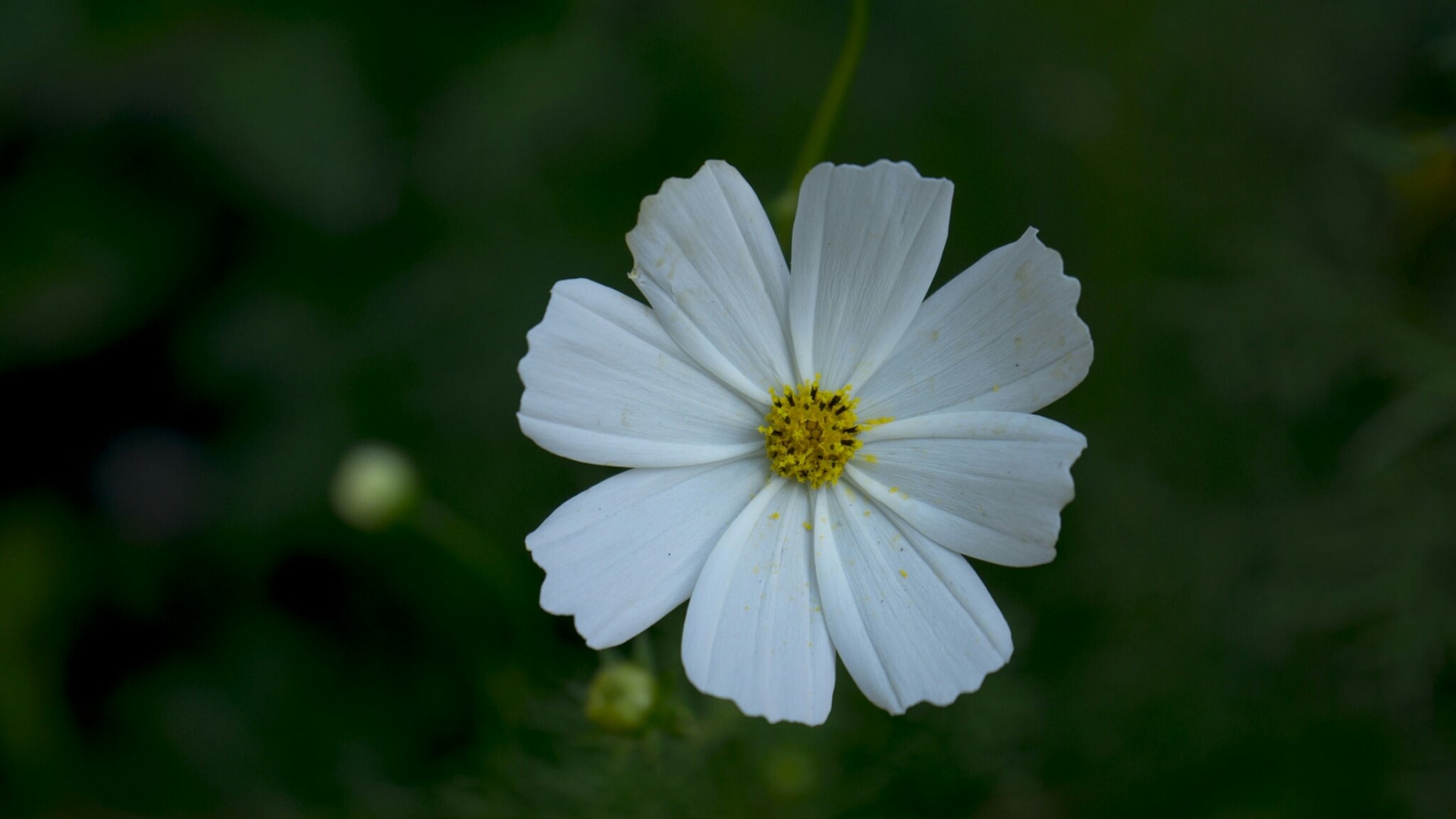 White Cosmos flower with yellow center HD Wallpaper