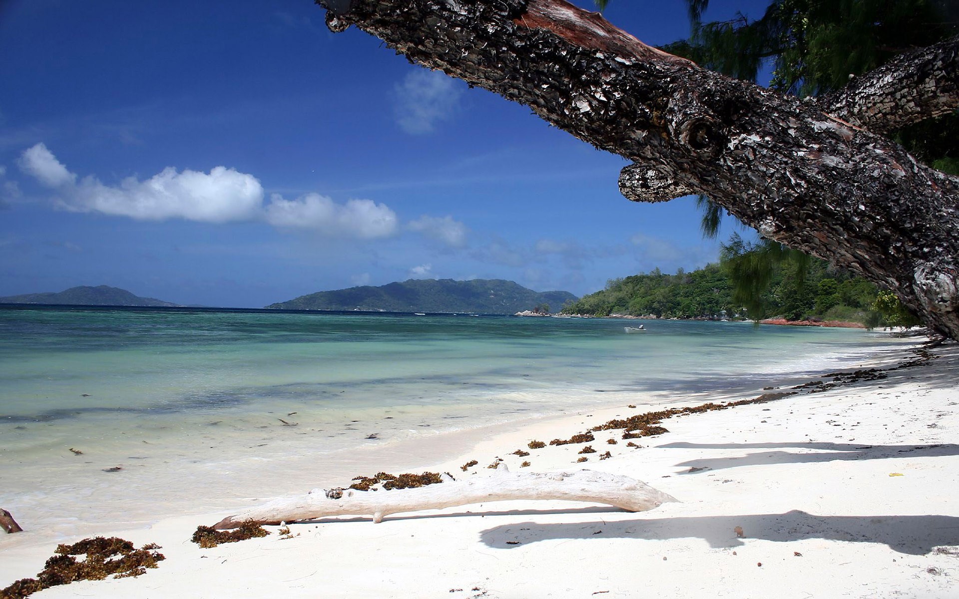 Tropical beach with palm trees and clear blue water HD Wallpaper