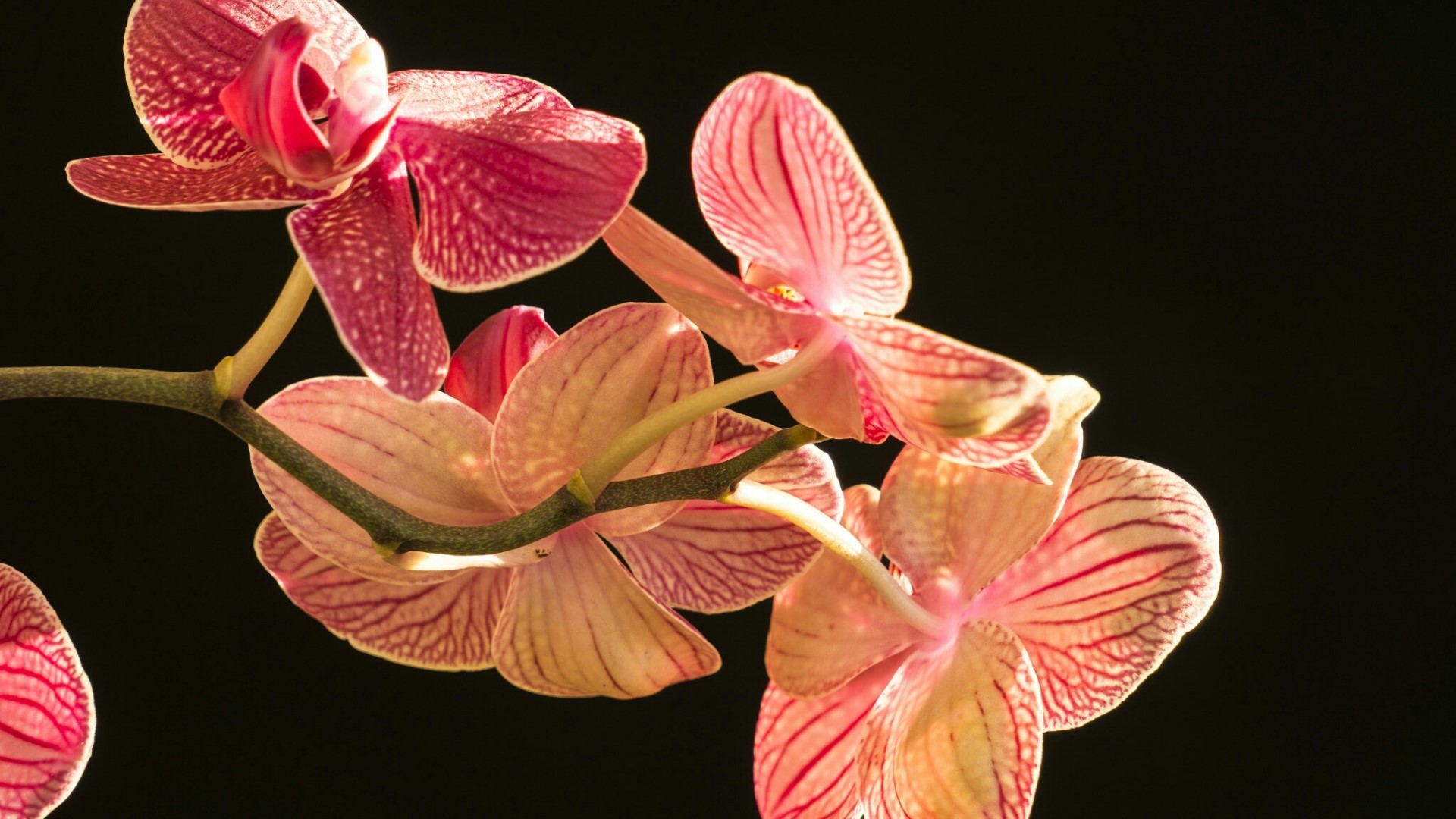 Pink and red orchids on a black background HD Wallpaper