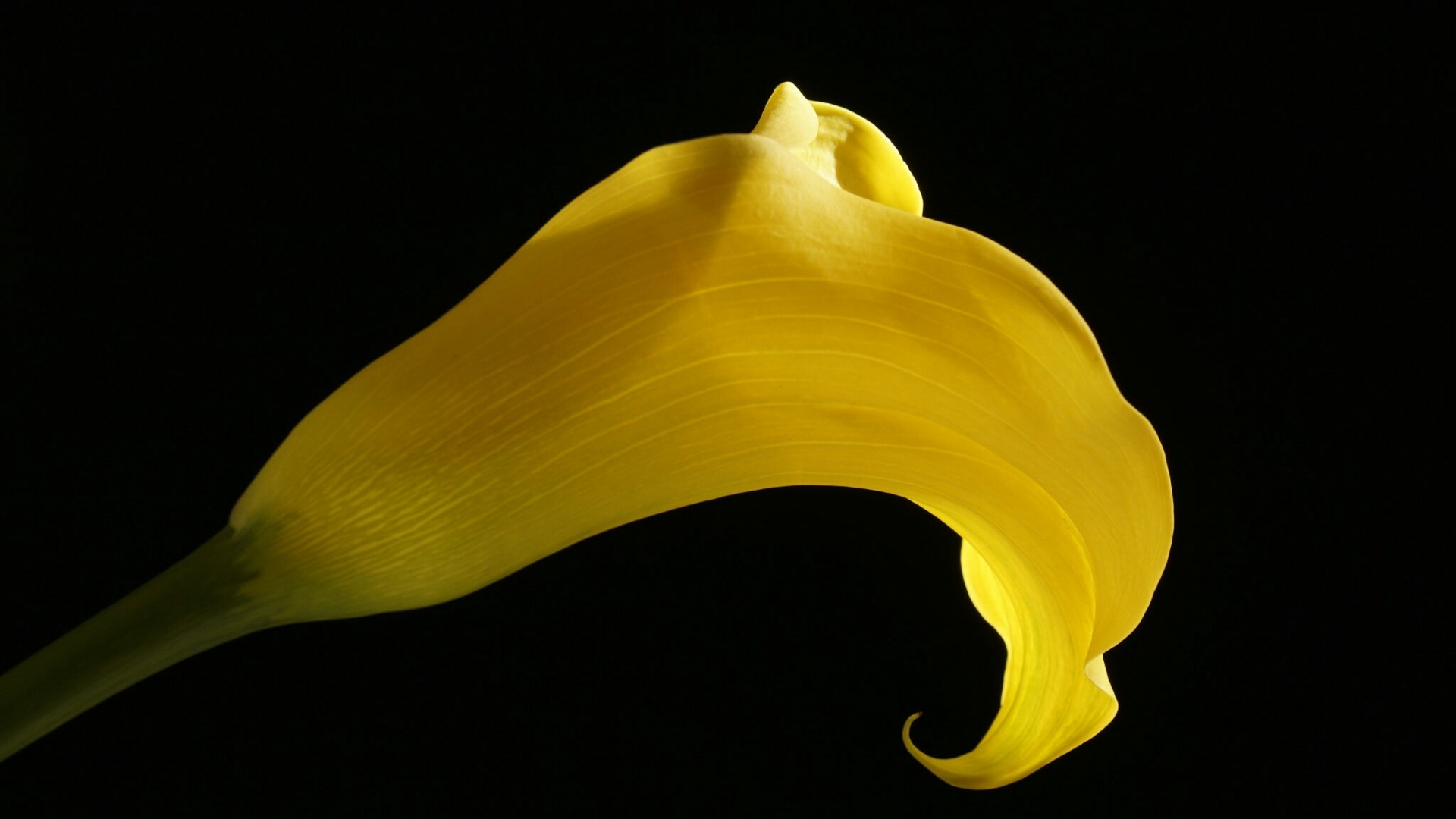 Yellow Calla Lily Flower HD Wallpaper