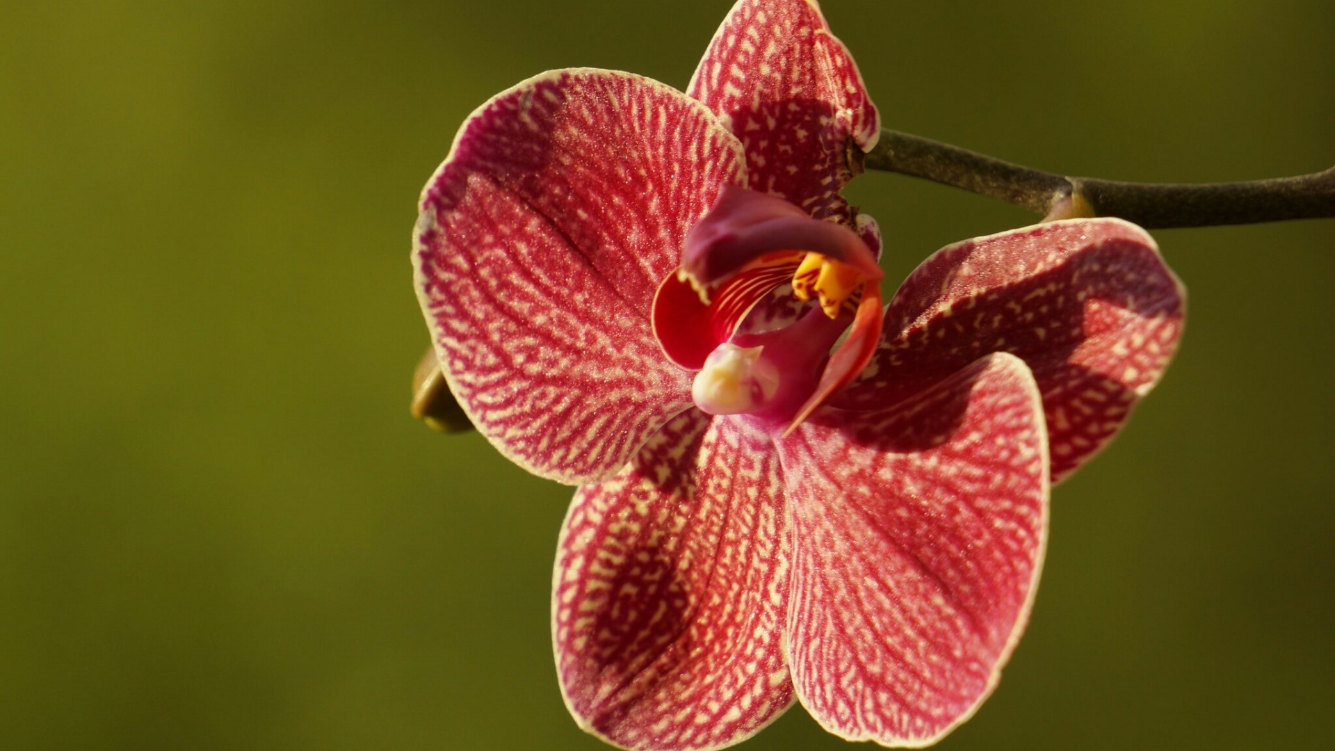 Red and white orchid flower HD Wallpaper