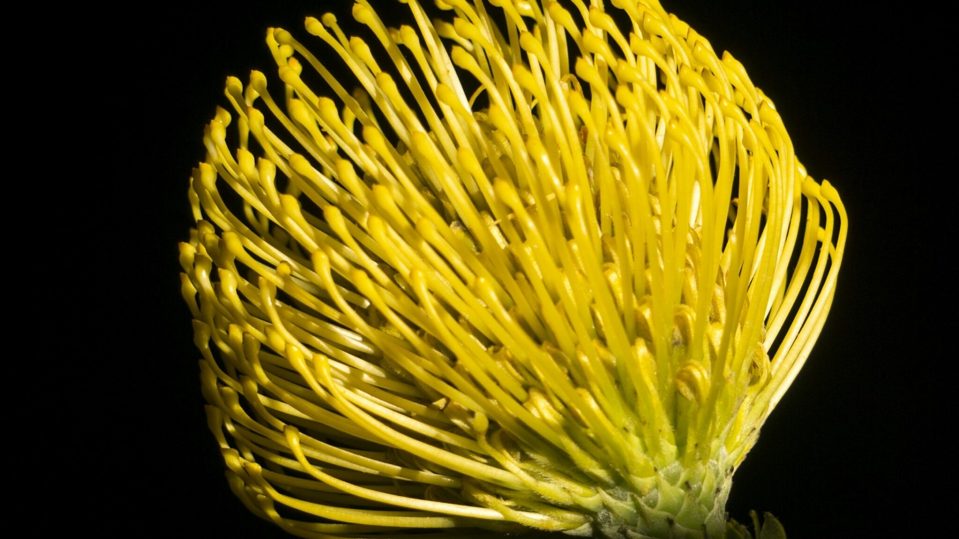 Yellow pincushion protea flower macro HD Wallpaper
