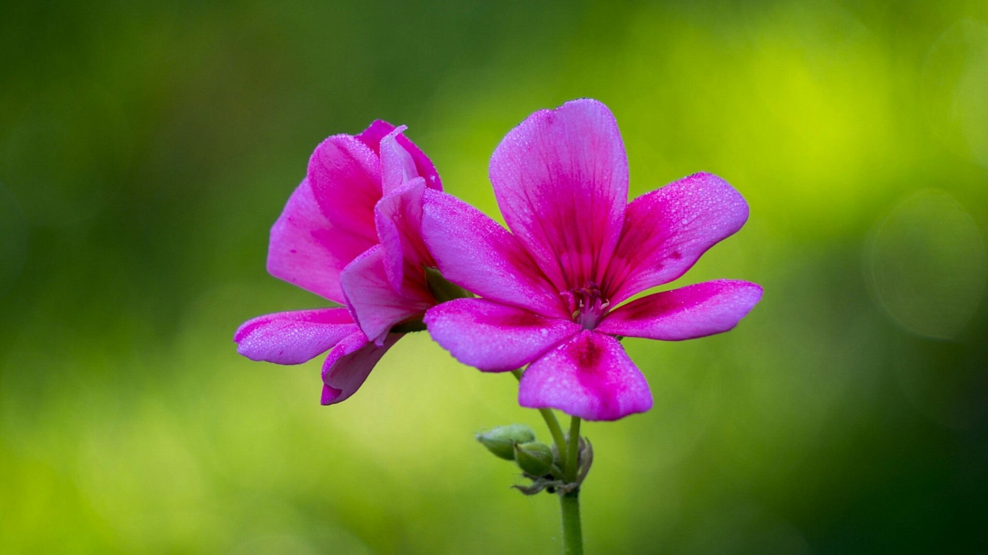 Two pink geranium flowers with water droplets HD Wallpaper