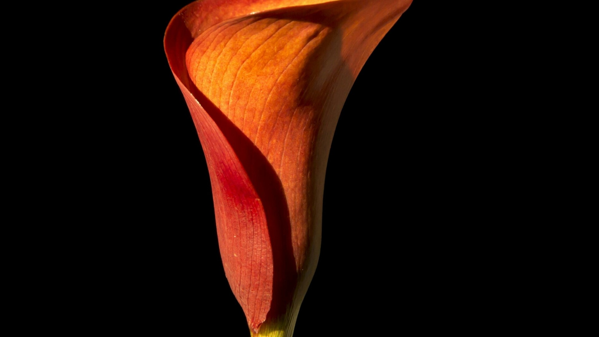 Orange Calla Lily Flower HD Wallpaper