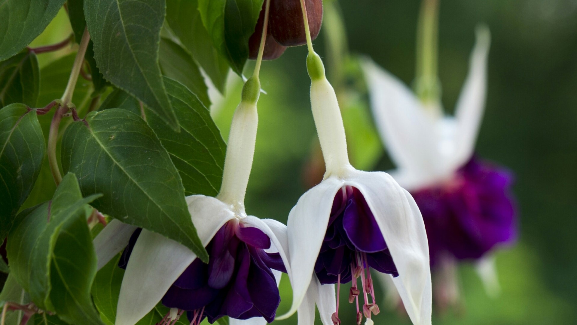 Two Fuchsia flowers with white and purple petals HD Wallpaper
