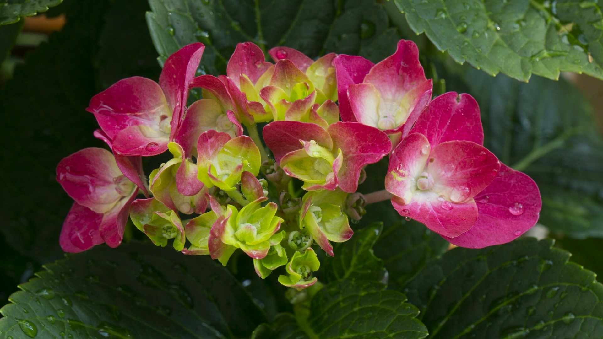 Pink and green hydrangea flowers with water droplets HD Wallpaper