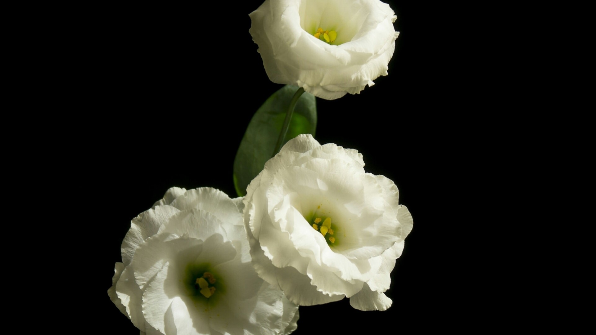 Three white eustoma flowers on a black background HD Wallpaper