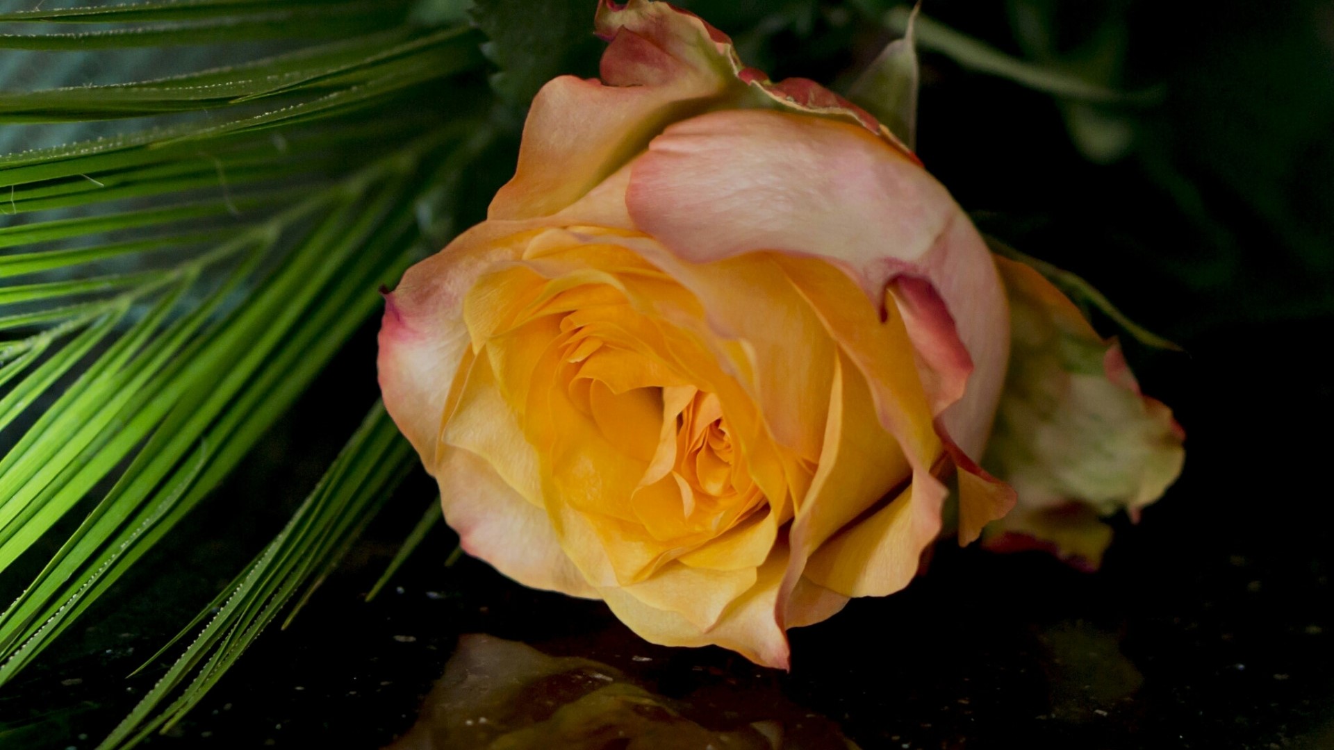 Yellow and pink rose with green leaves HD Wallpaper