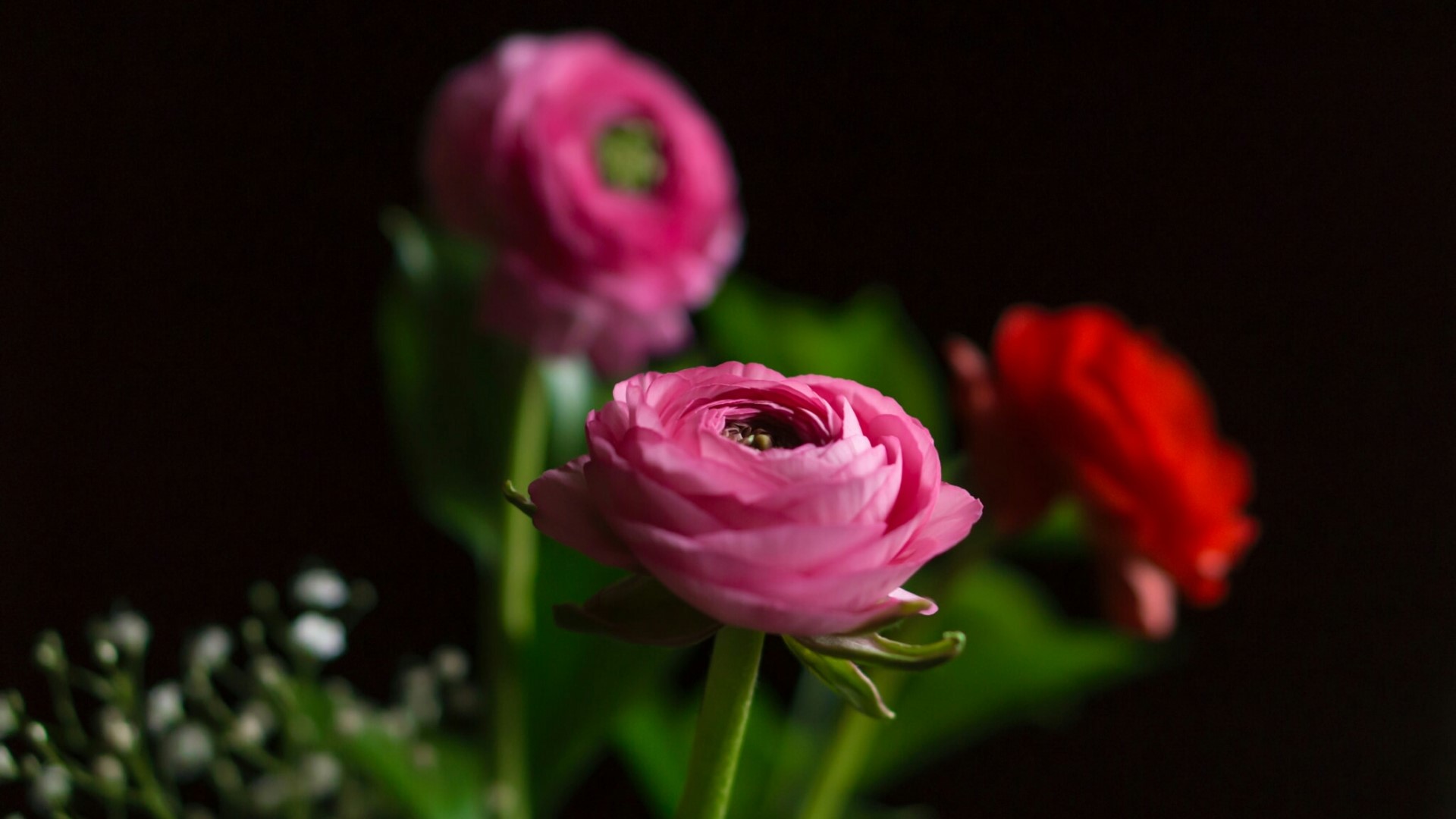 Pink and red ranunculus flowers in a bouquet HD Wallpaper
