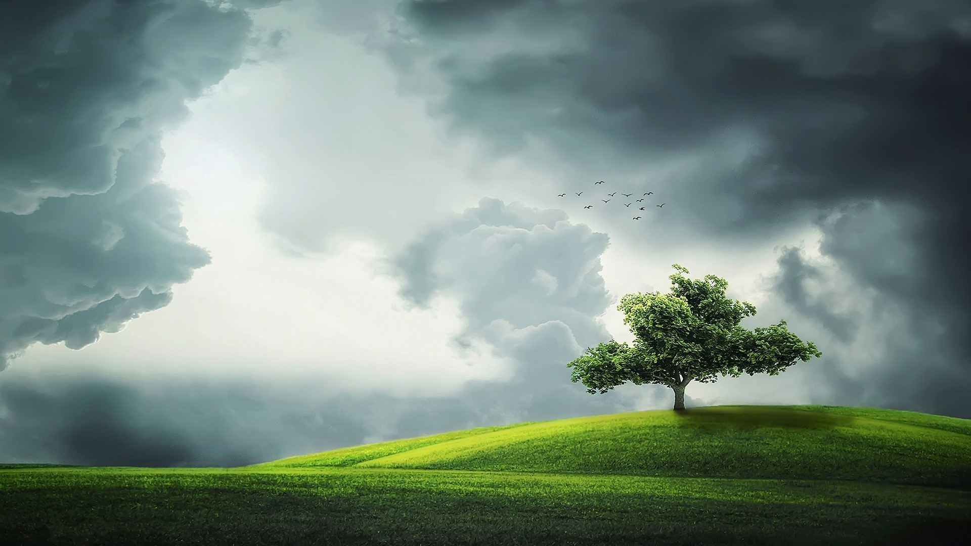 Stormy sky over a green hill with a tree HD Wallpaper