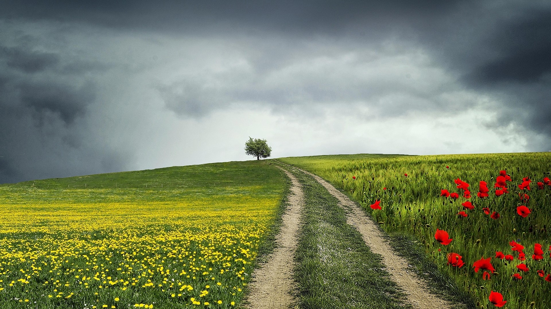 Dirt path through fields of flowers under stormy sky HD Wallpaper