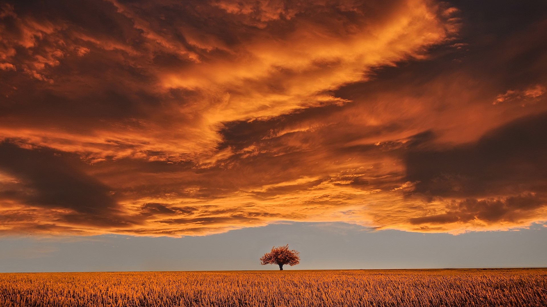 Lone tree in a wheat field under dramatic sunset clouds HD Wallpaper
