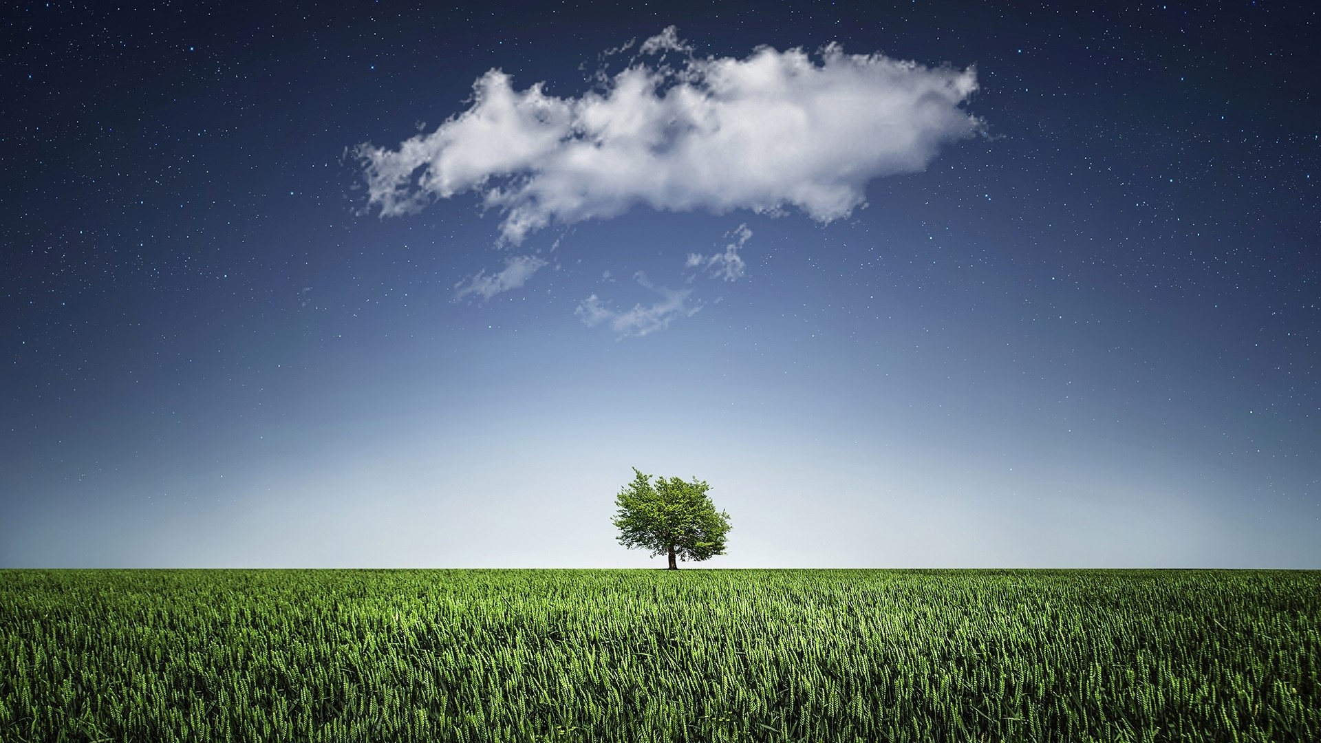 Lone tree in a field under a starry sky HD Wallpaper