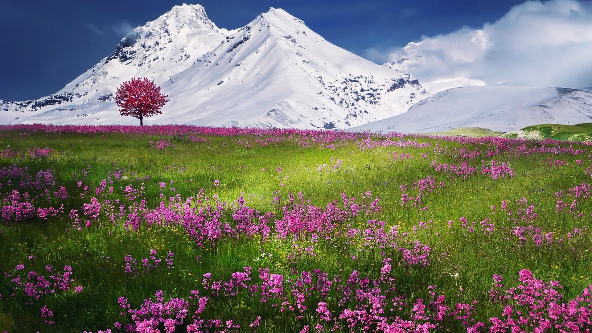 Pink tree in a field of flowers with snowy mountains HD Wallpaper