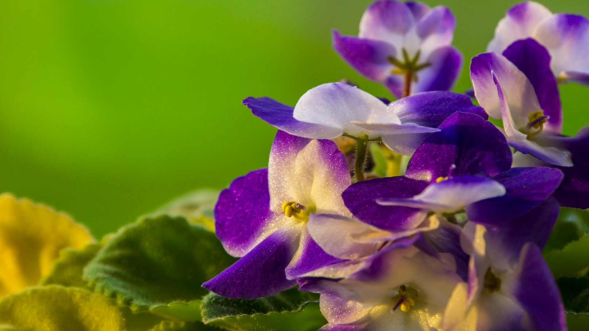 Close-up of purple and white African violets HD Wallpaper