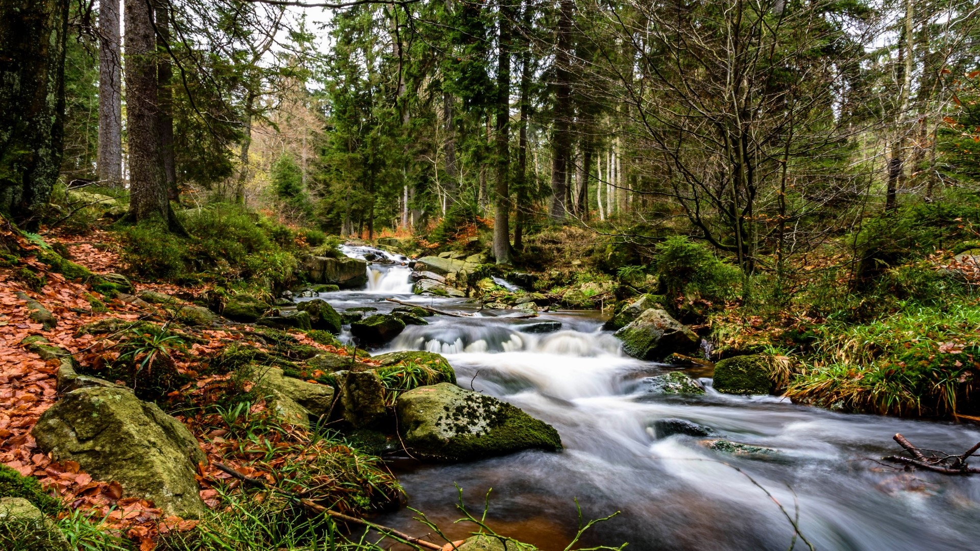 Autumn forest stream with fallen leaves HD Wallpaper